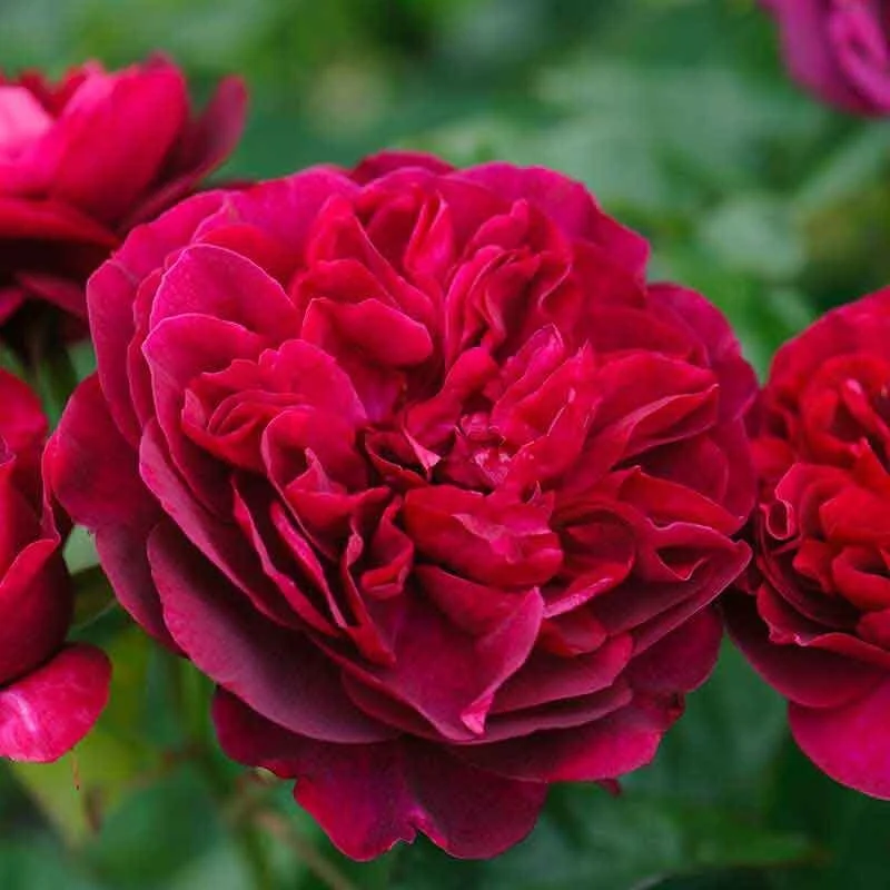 David-Austin-Darcey-Bussell-Ausdecorum-English-Shrub-Rose.jpeg