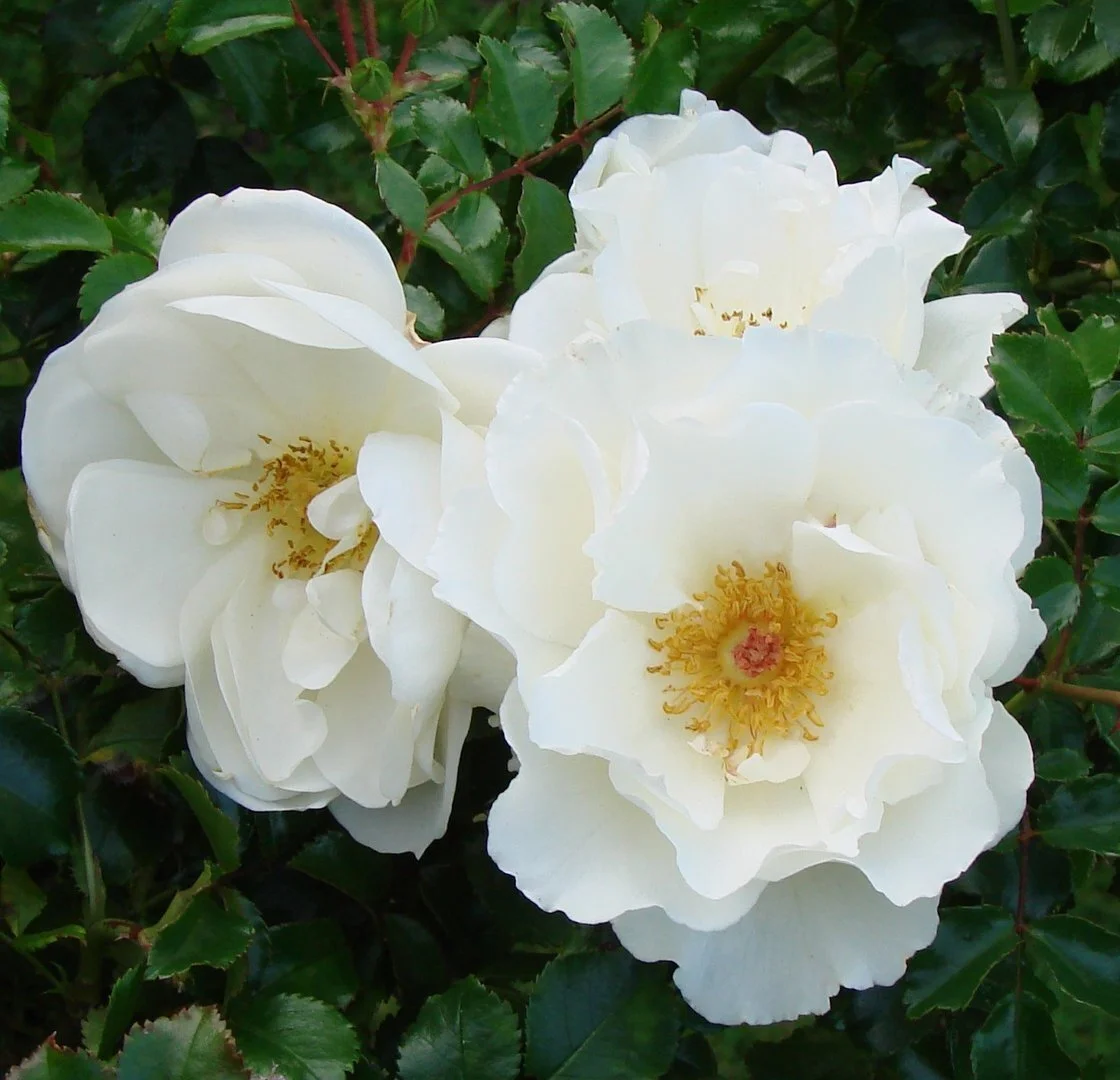 fl_marg_mer_.jpeg