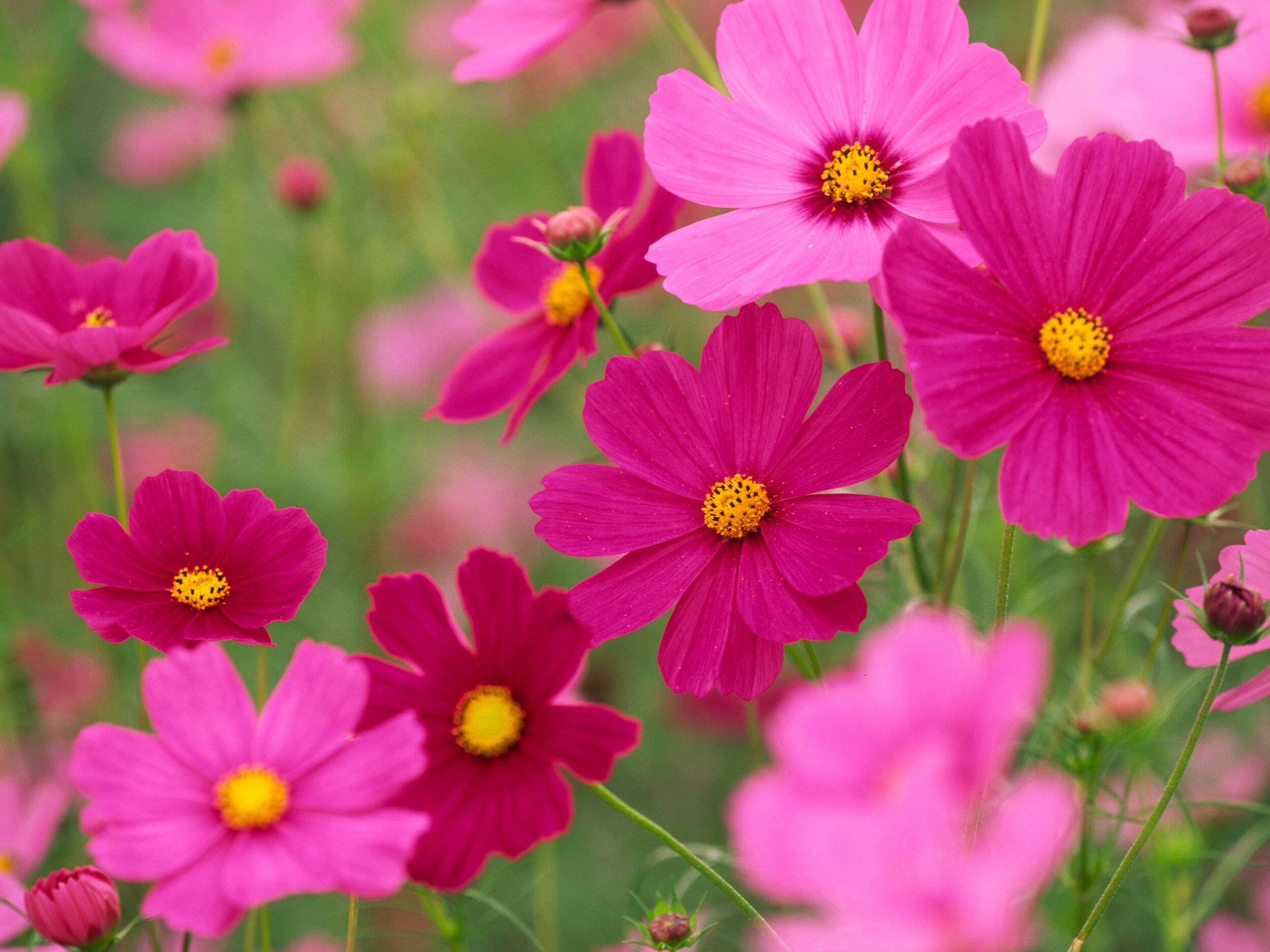 How to Grow Cosmos — Bloom Sheffield