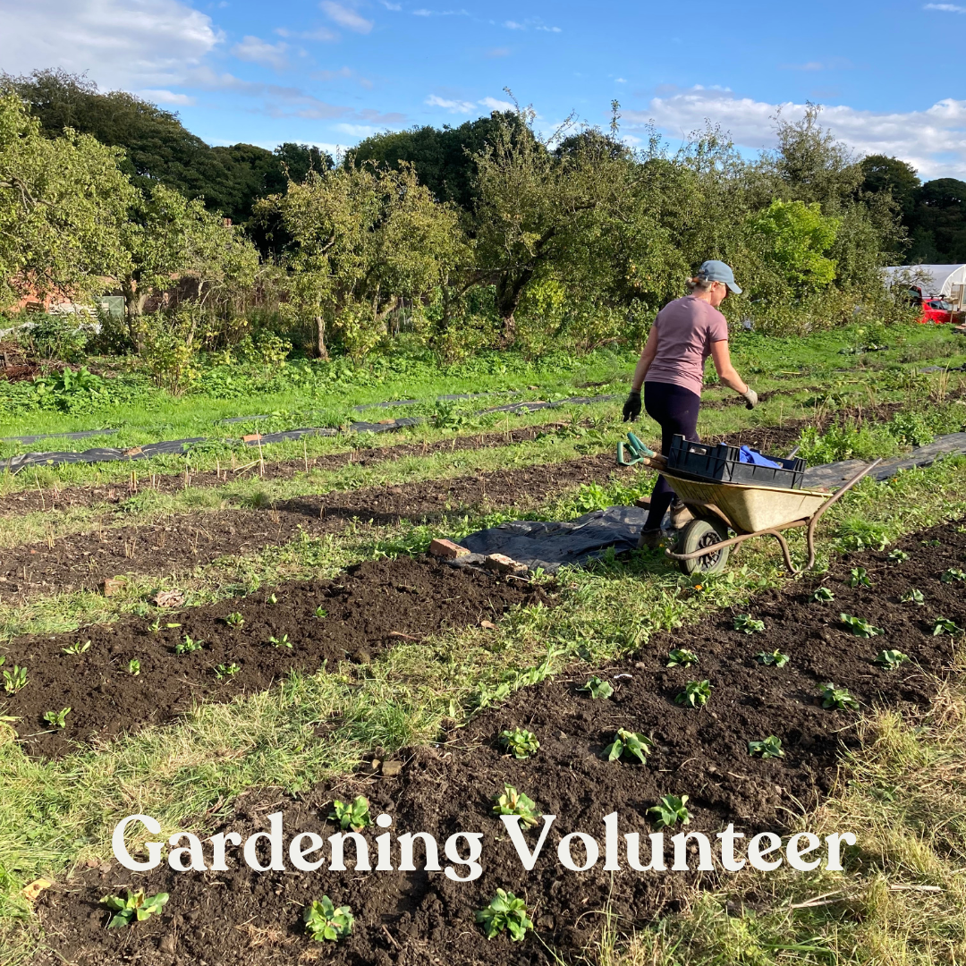  We are looking for a dedicated and committed team of volunteers to help us in our production garden at Wortley Walled Garden. You must be able to volunteer on weekdays for at least 4 hours per week every week. 