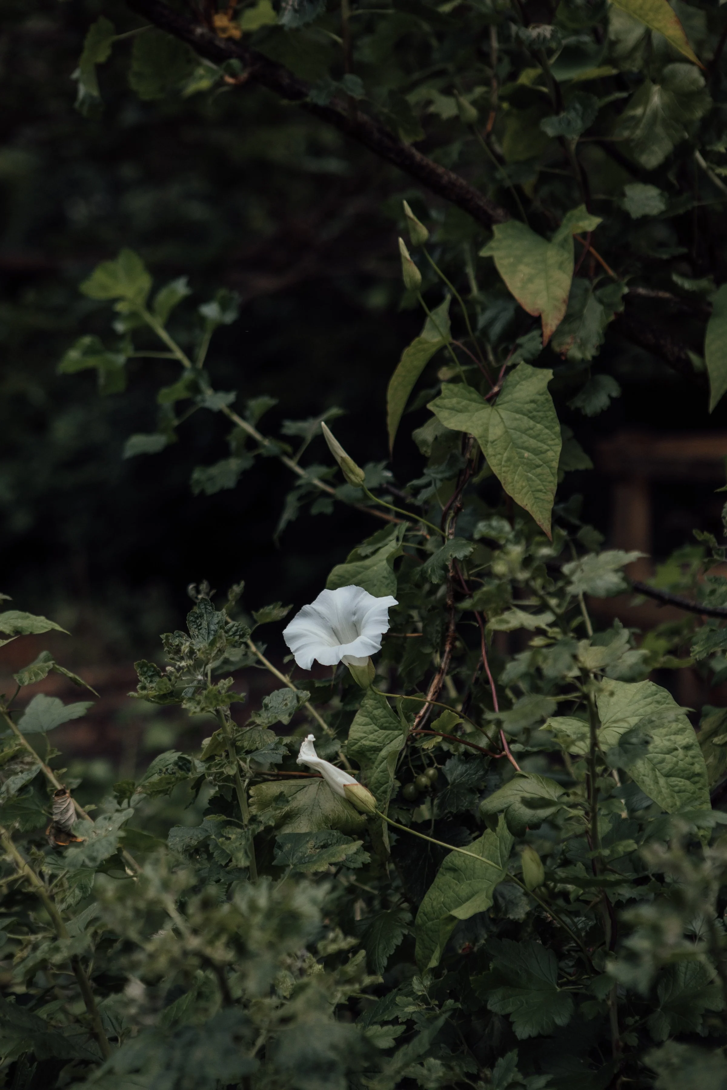 Photography Volunteer