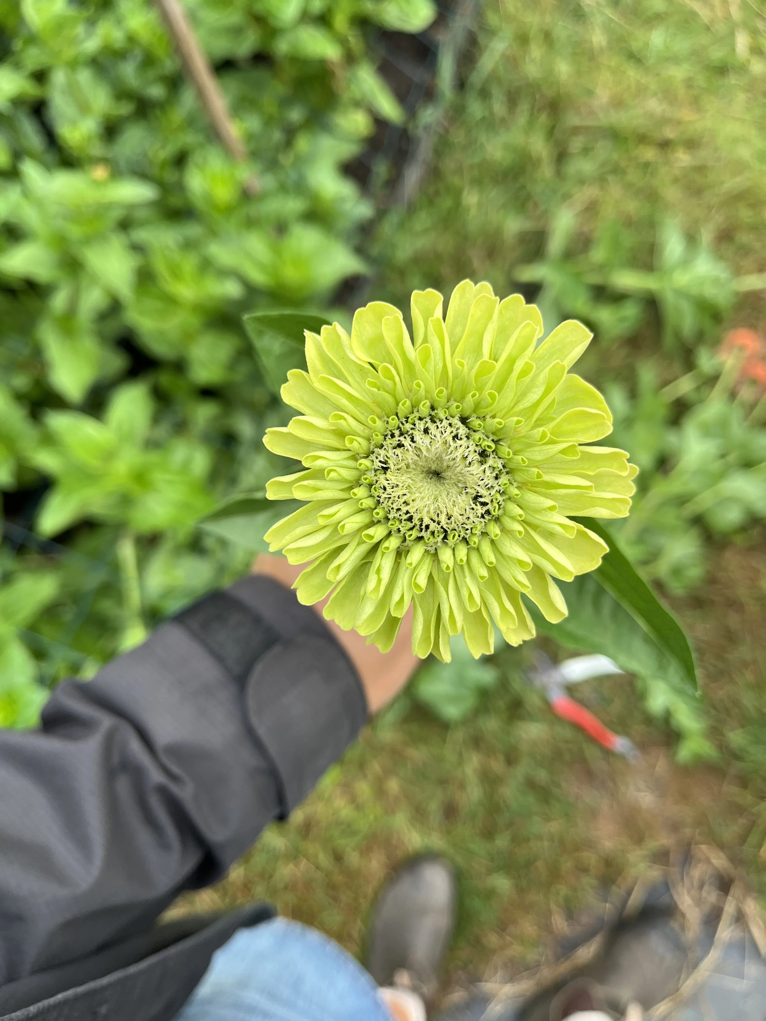 zinnia lime green.jpg