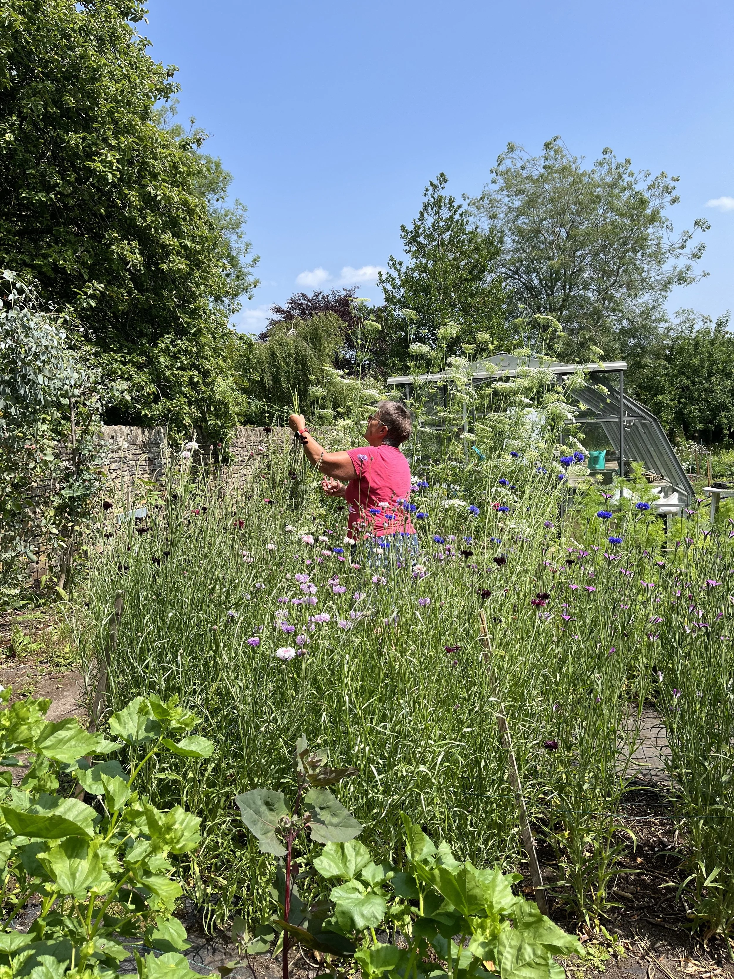 volunteering flower garden sheffield.jpg