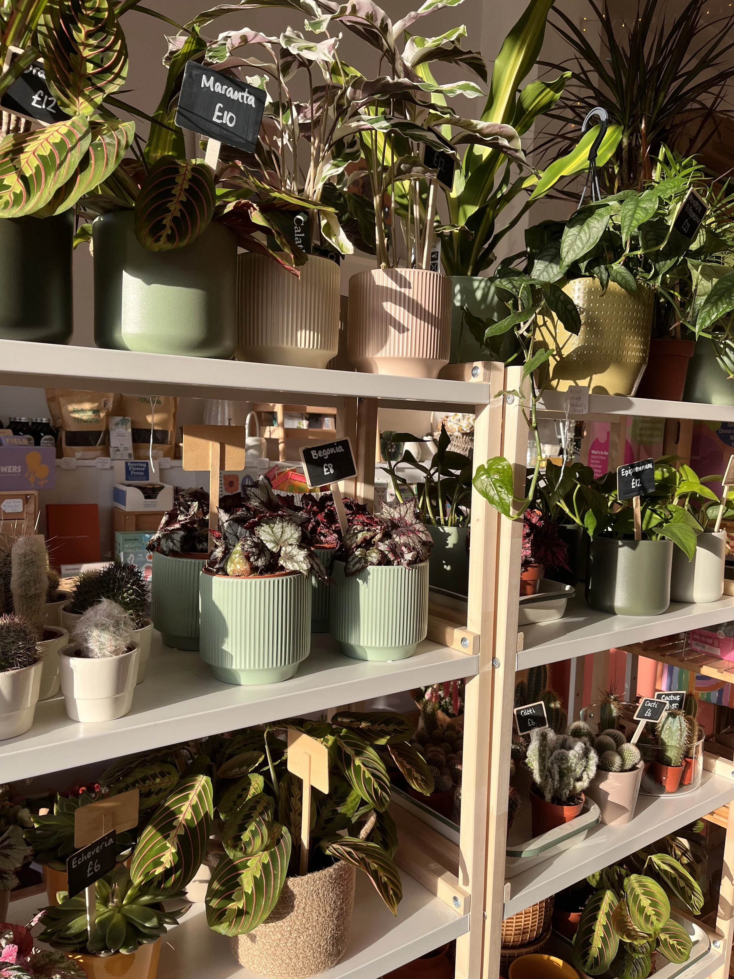 Plant & Seed Swap 
