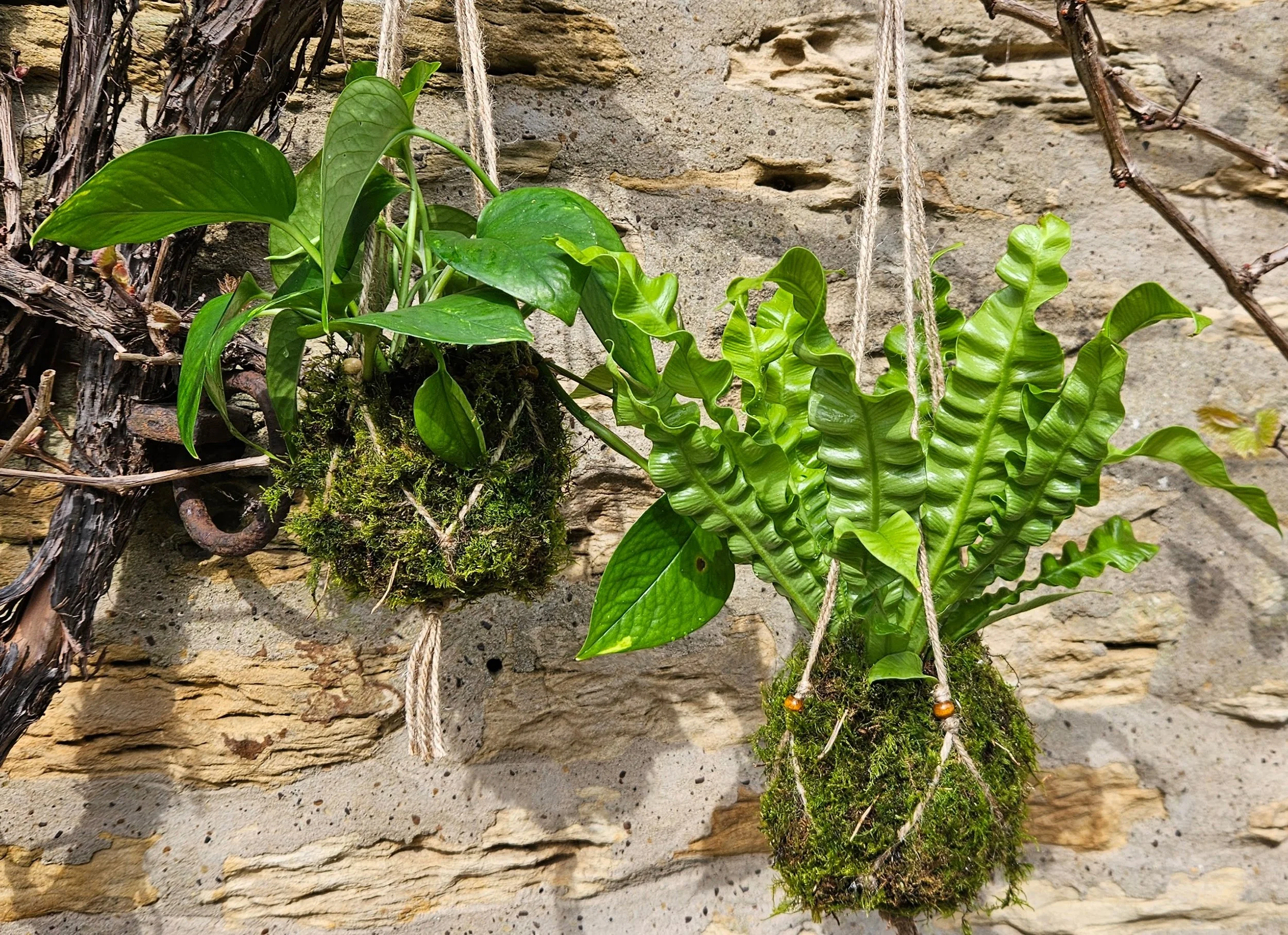 Kokedama Workshop