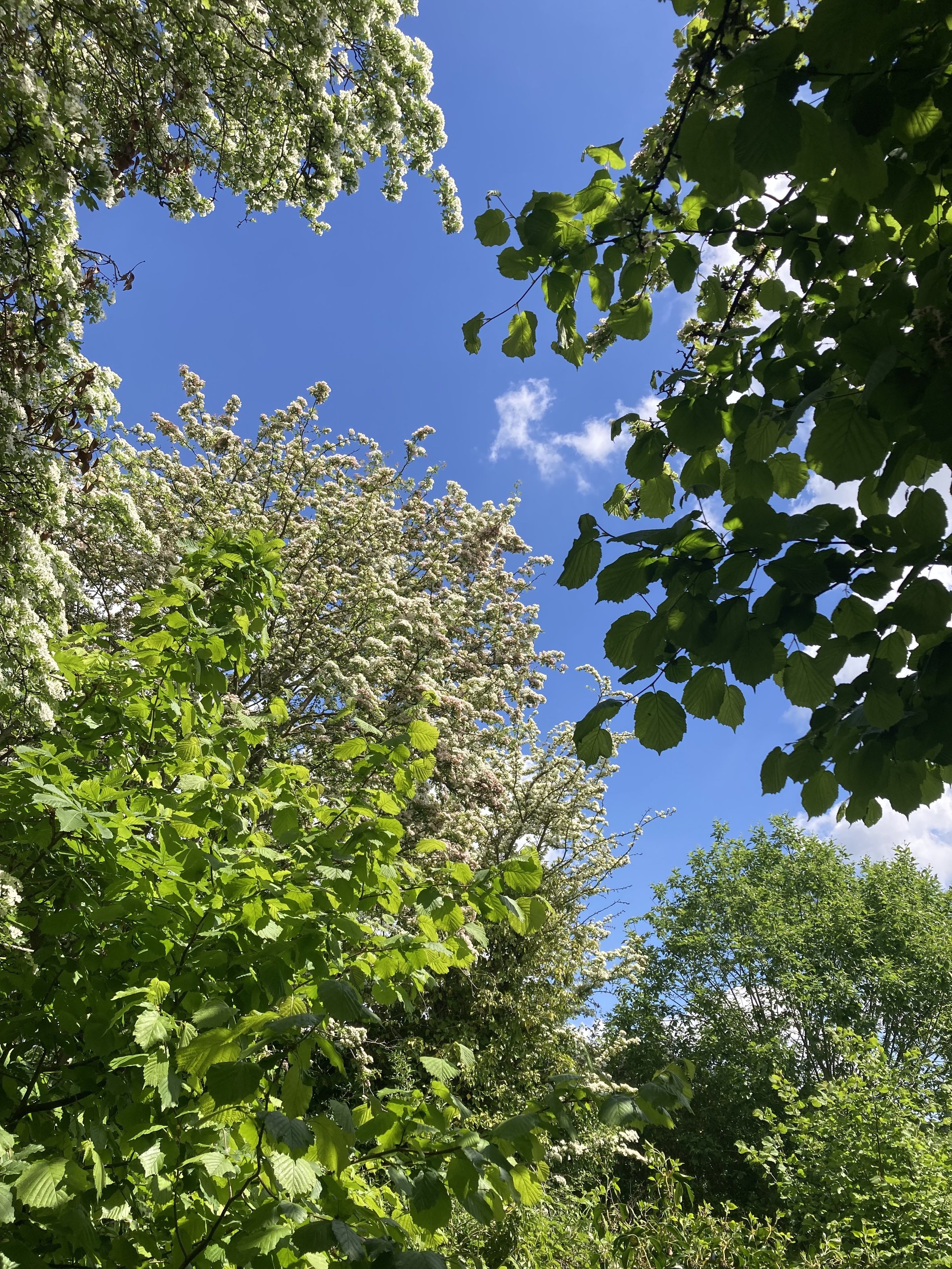 Forest Bathing