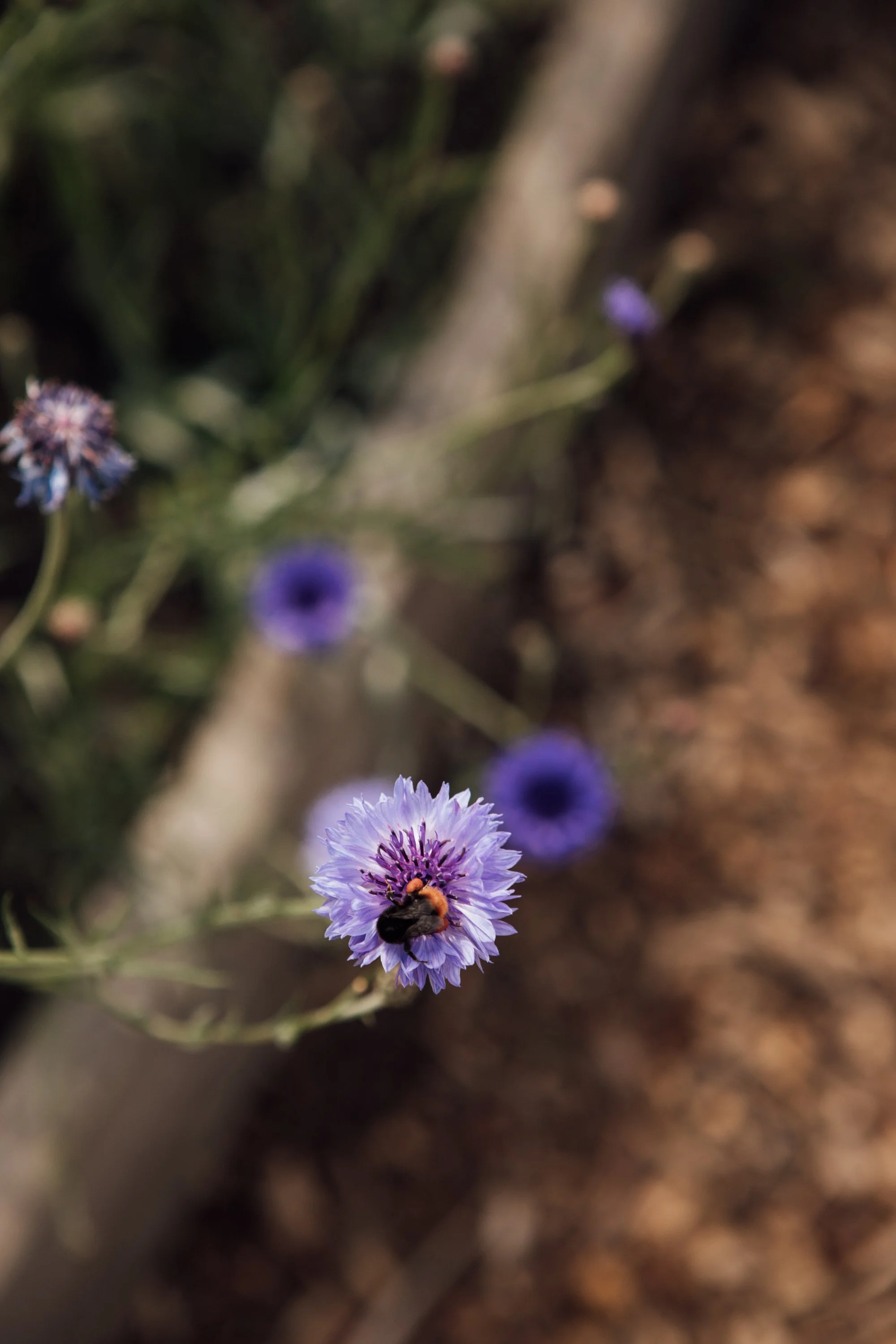 Big Bloom Bio Blitz! 🐝