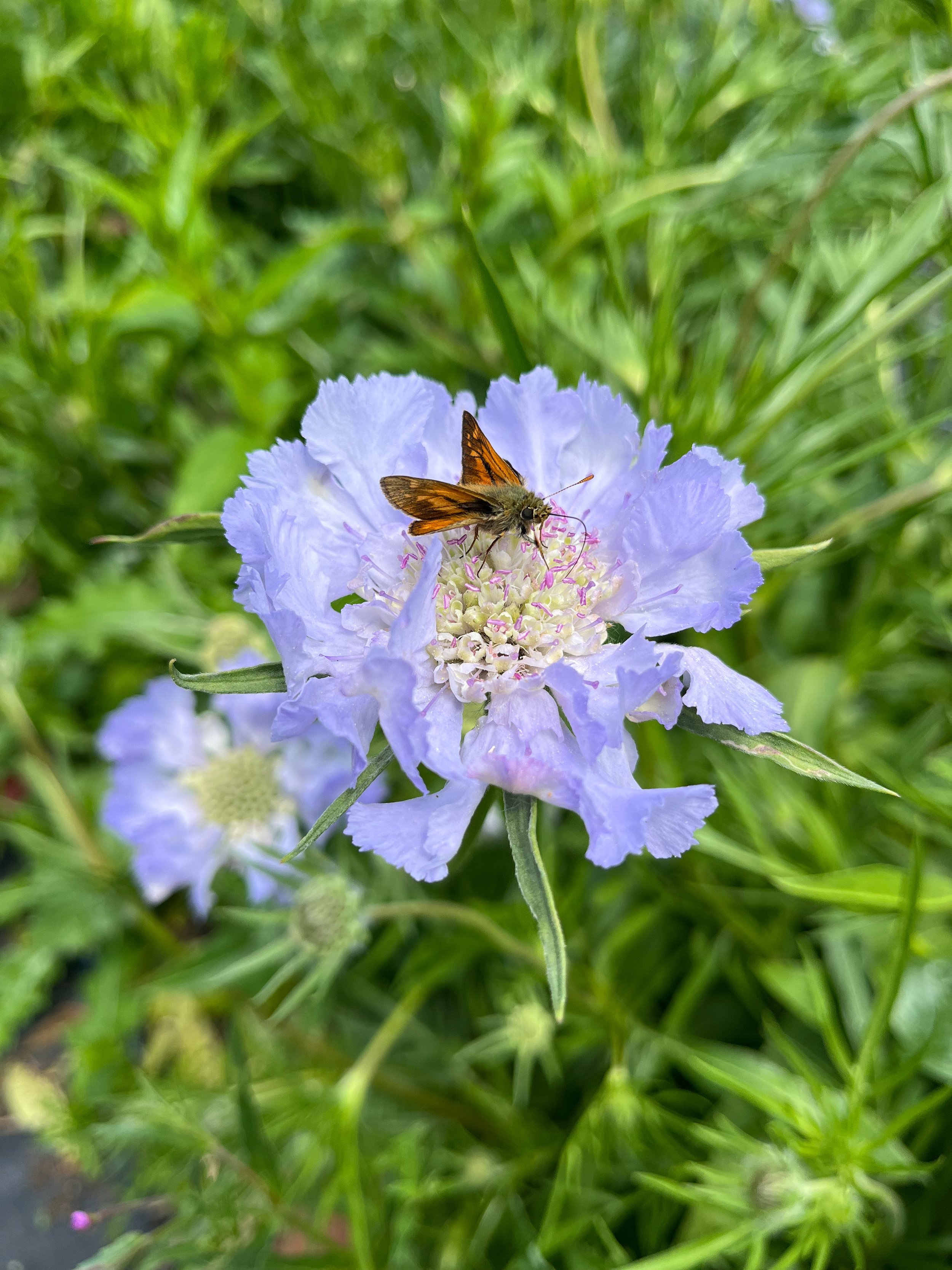  'The Benefits of Wildflowers and Attracting Pollinators’ Talk with Derbyshire Wildlife Trust