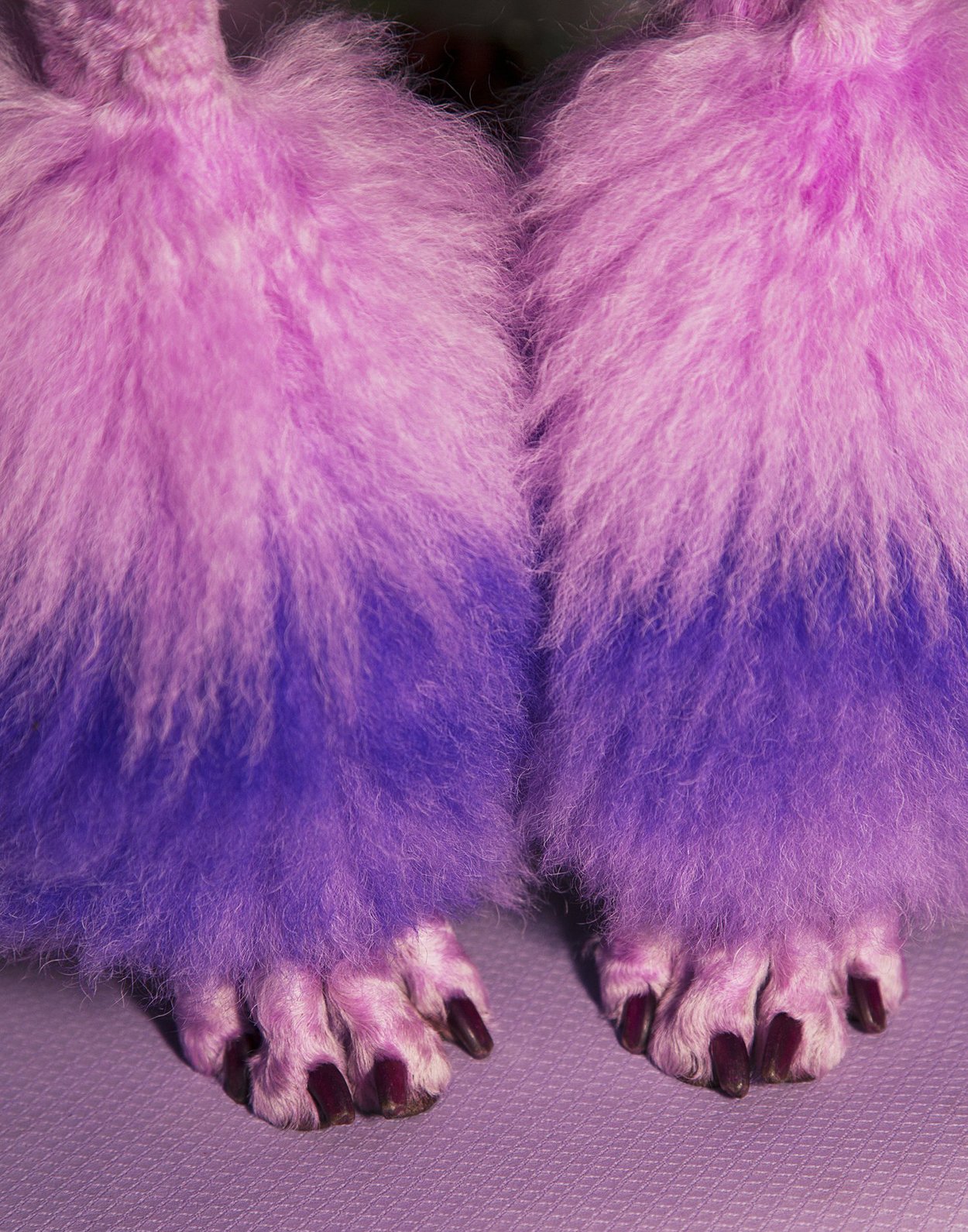 Pretty Paws / 11" x 14" Print