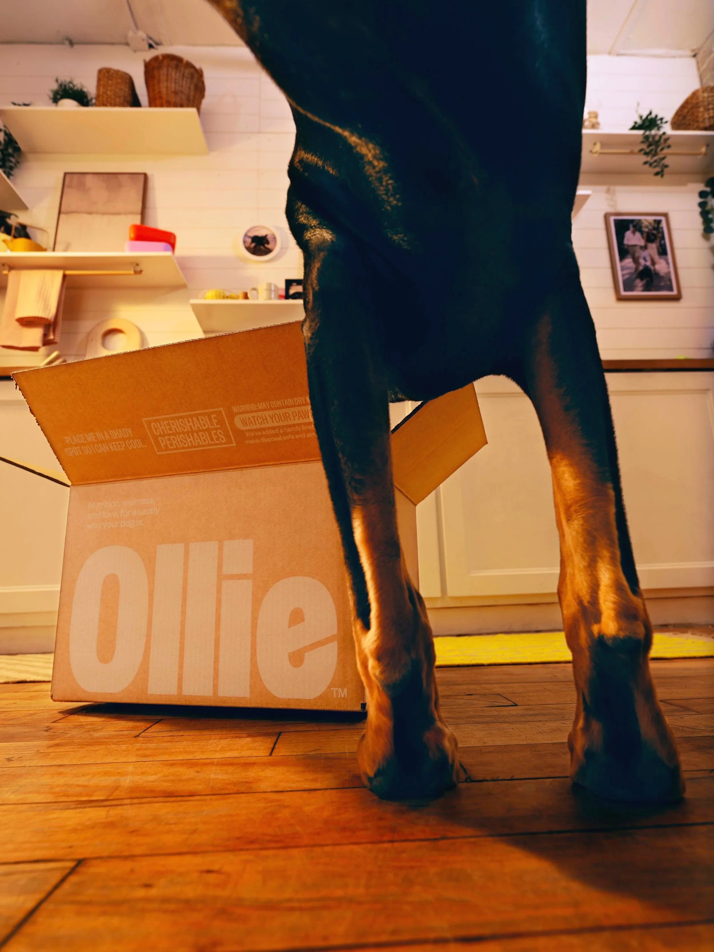 20260303_Tayler_Smith_Ollie_Shot_10_Opal_With_Box_0783.jpg