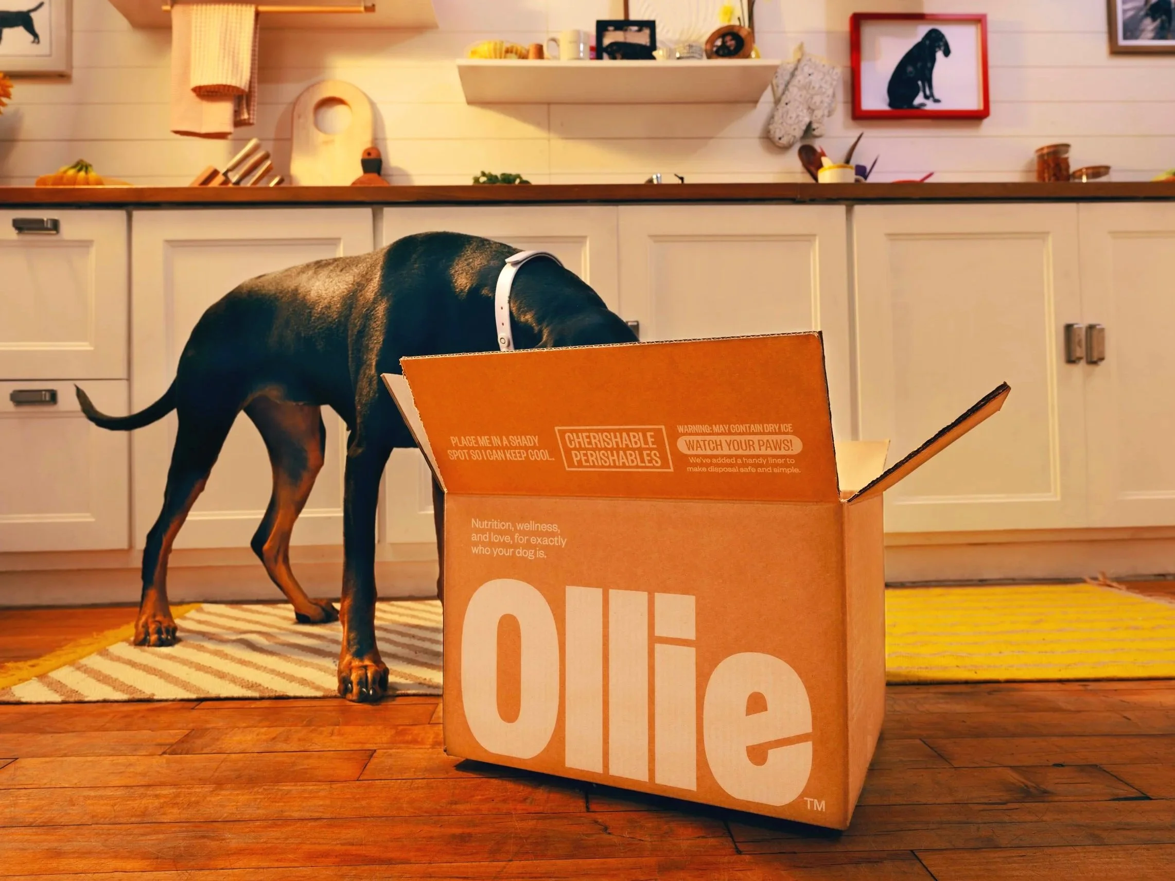 20260303_Tayler_Smith_Ollie_Shot_10_Opal_With_Box_0751.jpg
