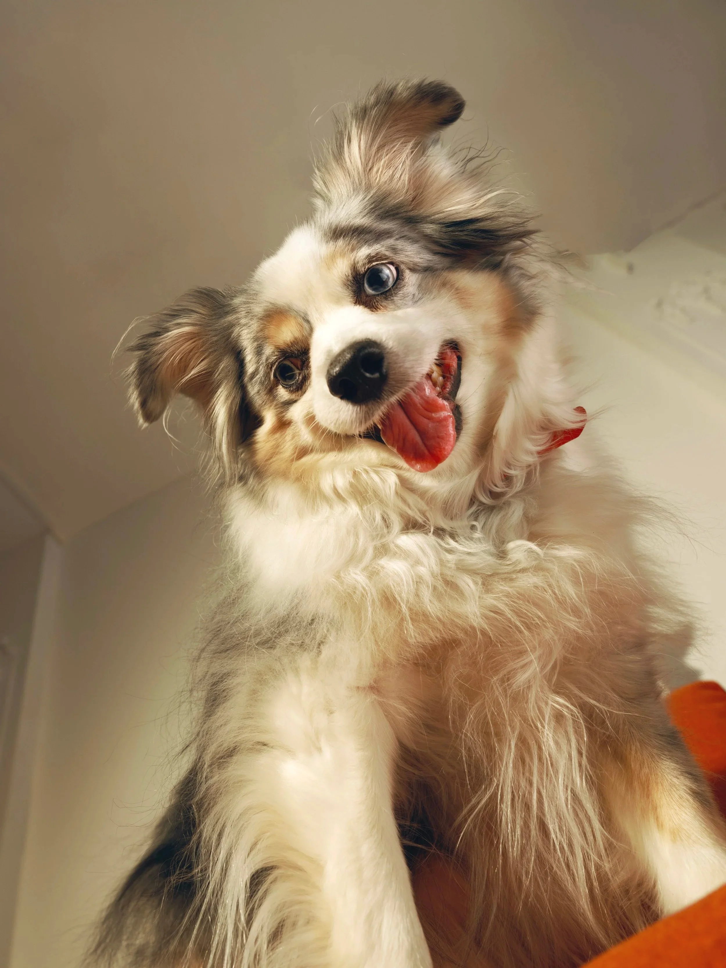 20260303_Tayler_Smith_Ollie_Shot_16_Dogs_From_Bowl_1056.jpg