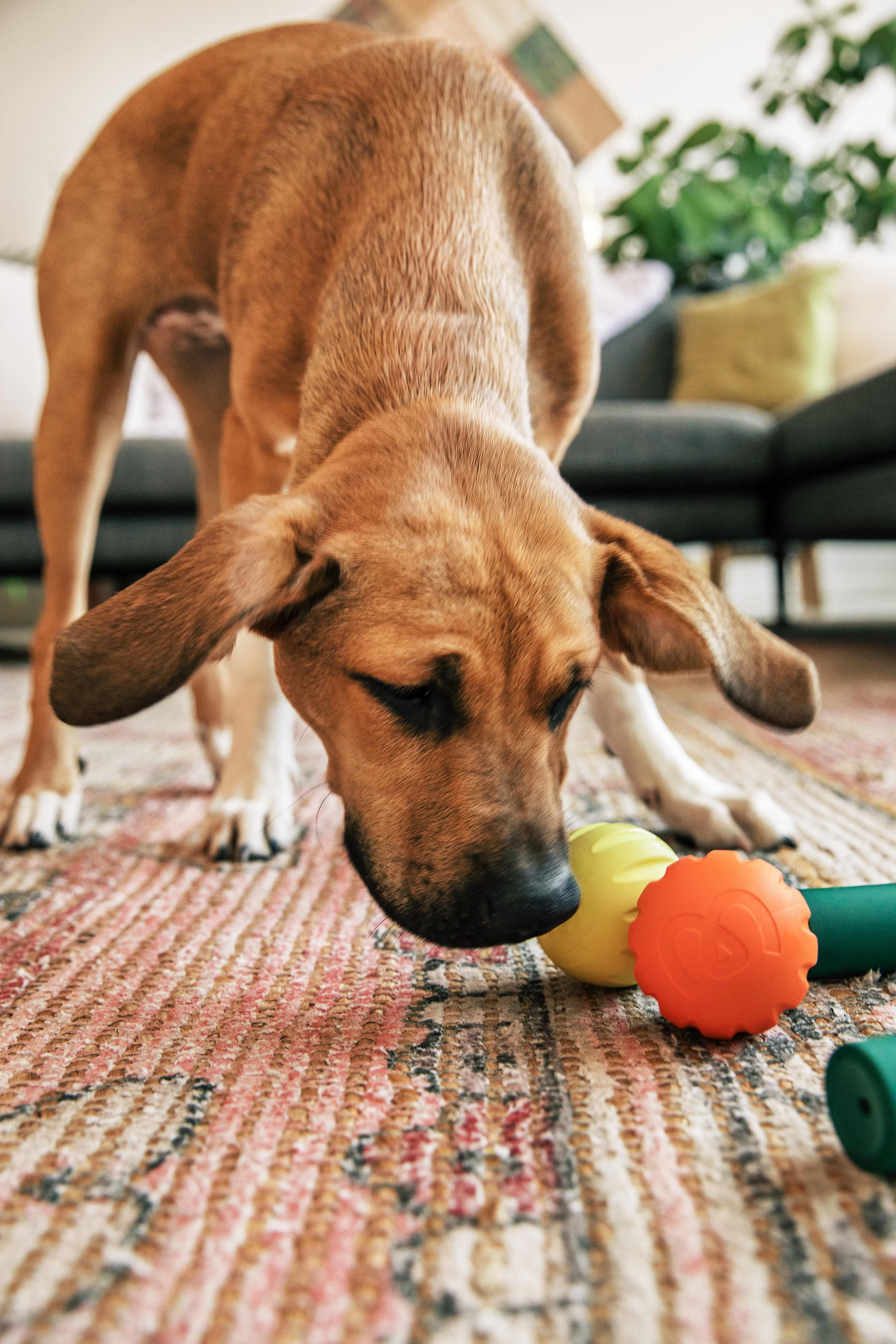 MyWoof_TaylerSmith_July_2025_23_2026VERSION.jpg