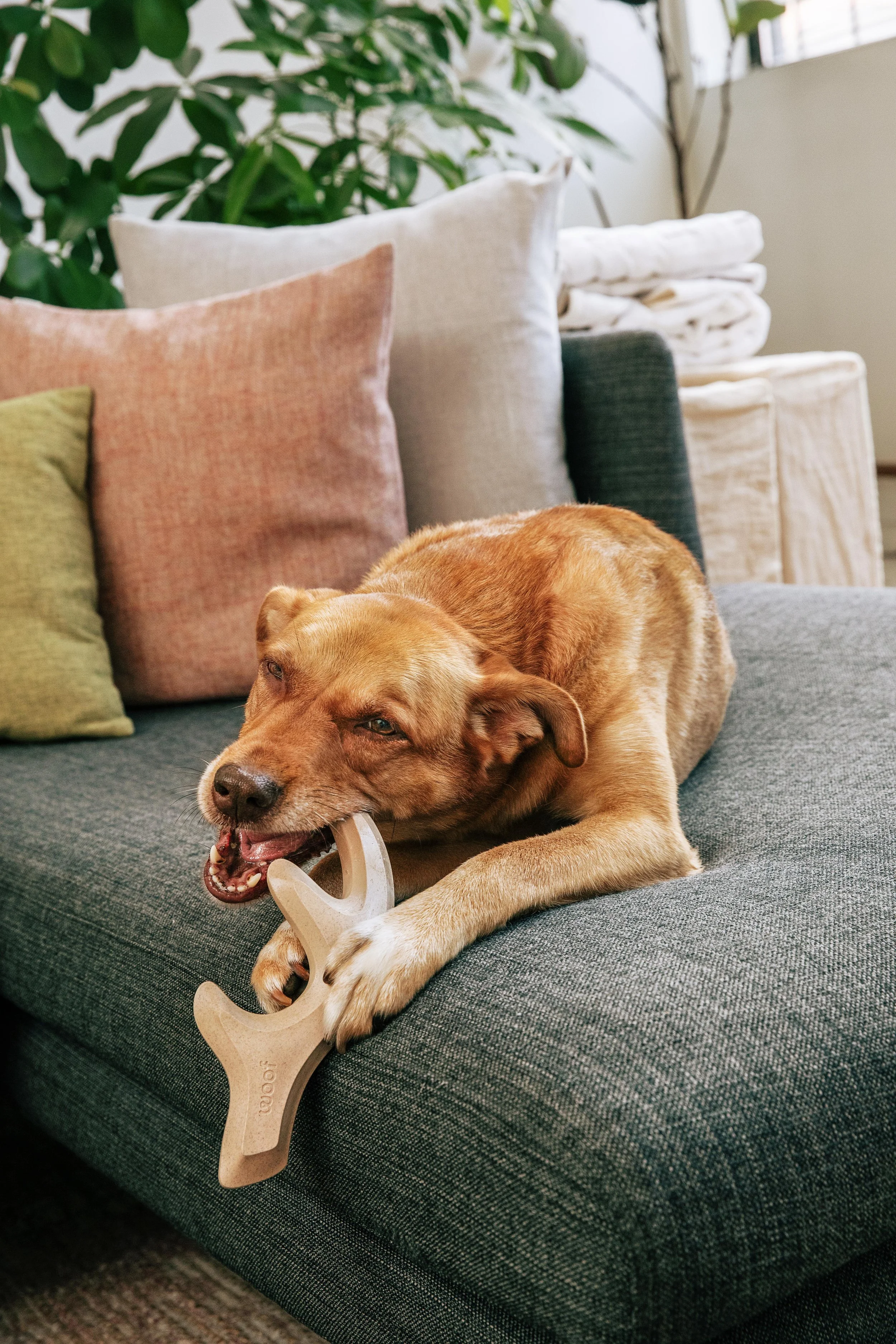 MyWoof_TaylerSmith_July_2025_06_2026VERSION.jpg