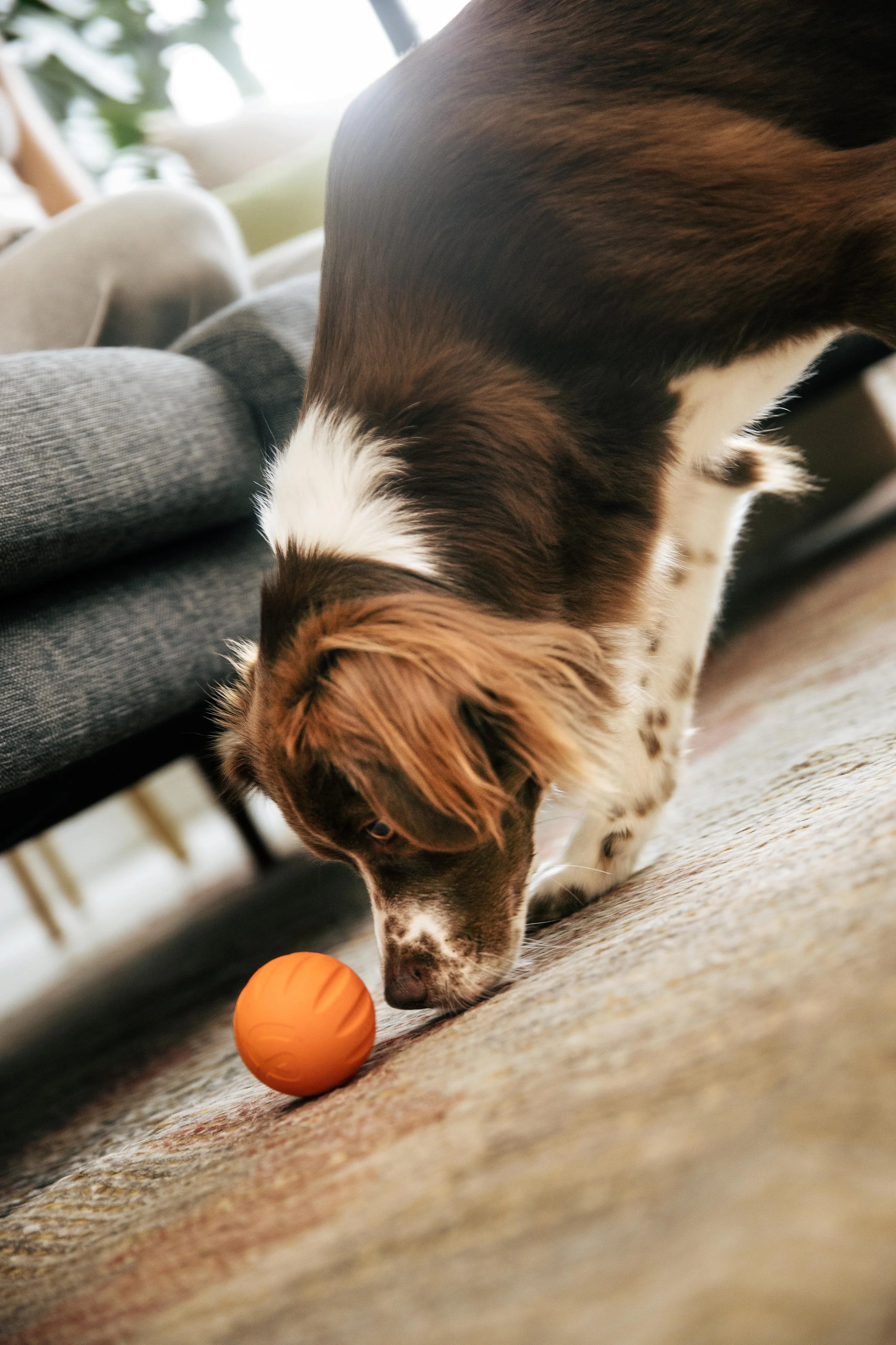 MyWoof_TaylerSmith_July_2025_35_2026VERSION.jpg