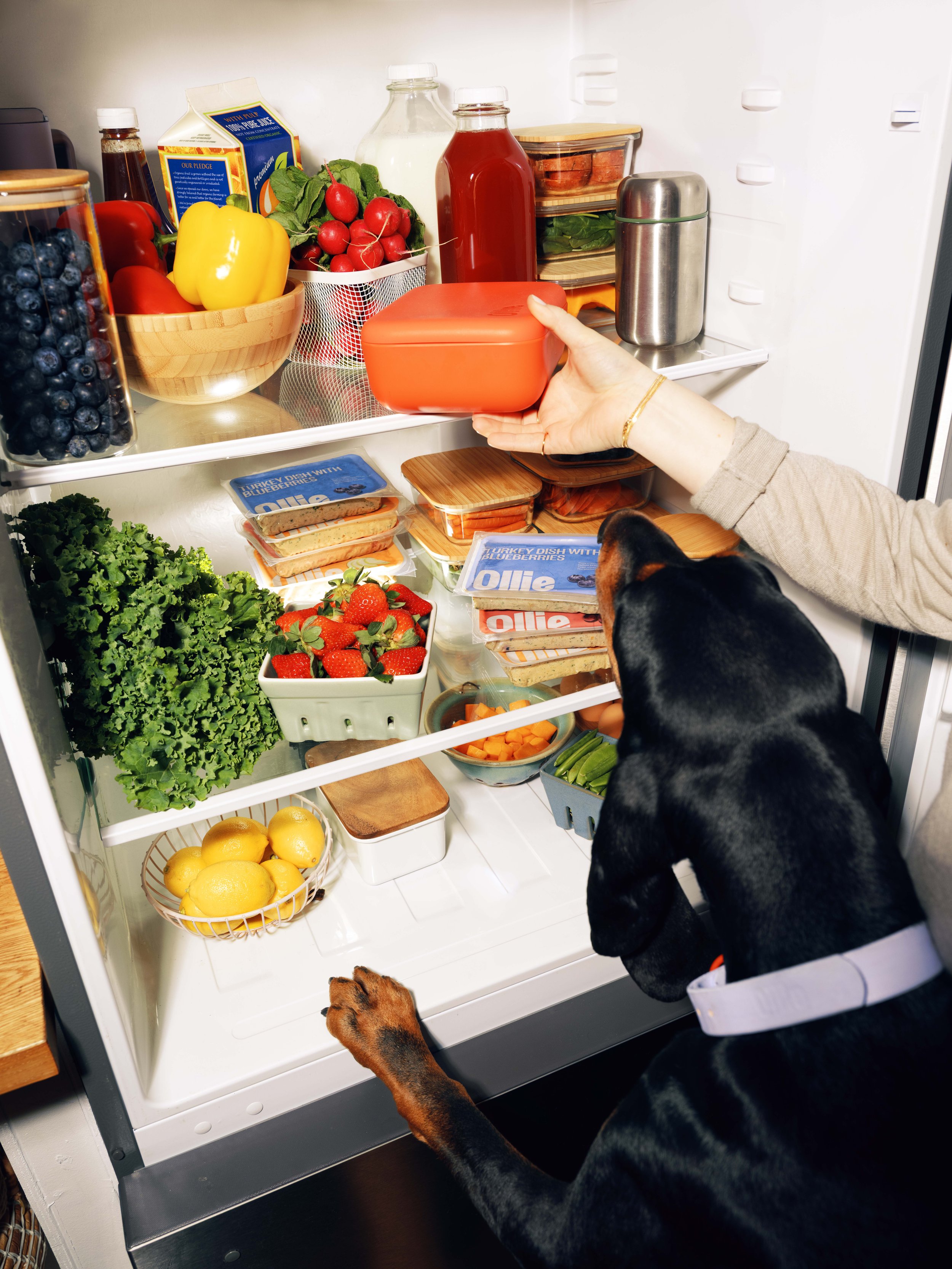 20260303_Tayler_Smith_Ollie_Shot_06_Dogs_Fridge_0901.jpg