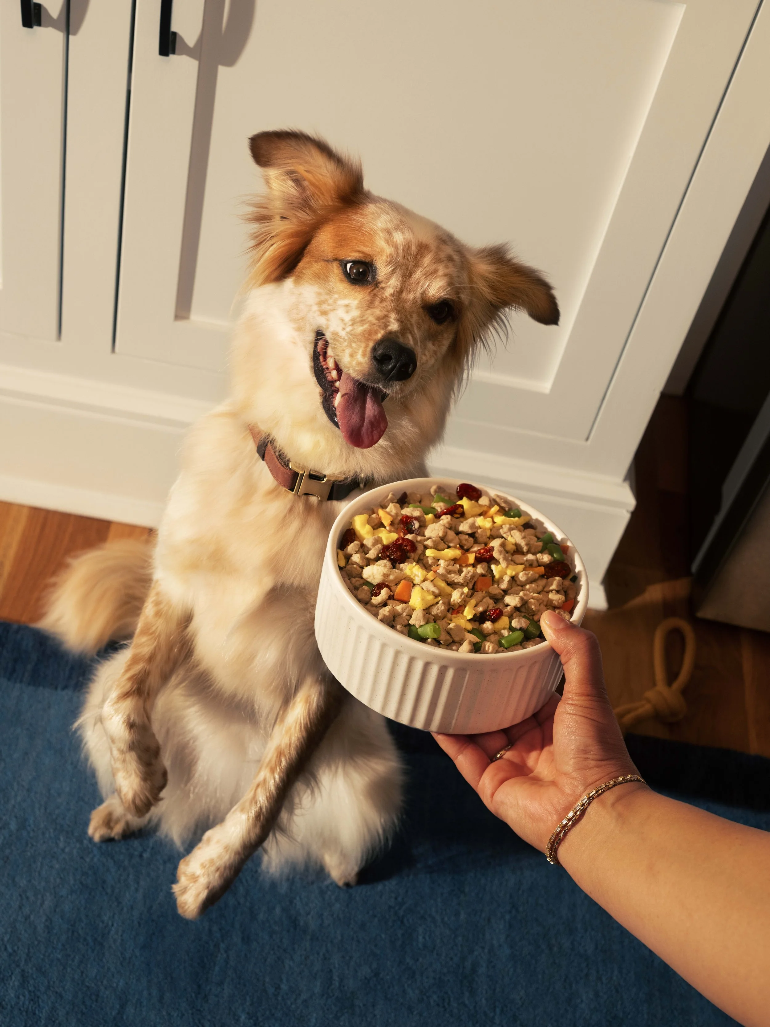 Day_1_06_Homestyle_Pet_Waiting_1911_R2.jpg