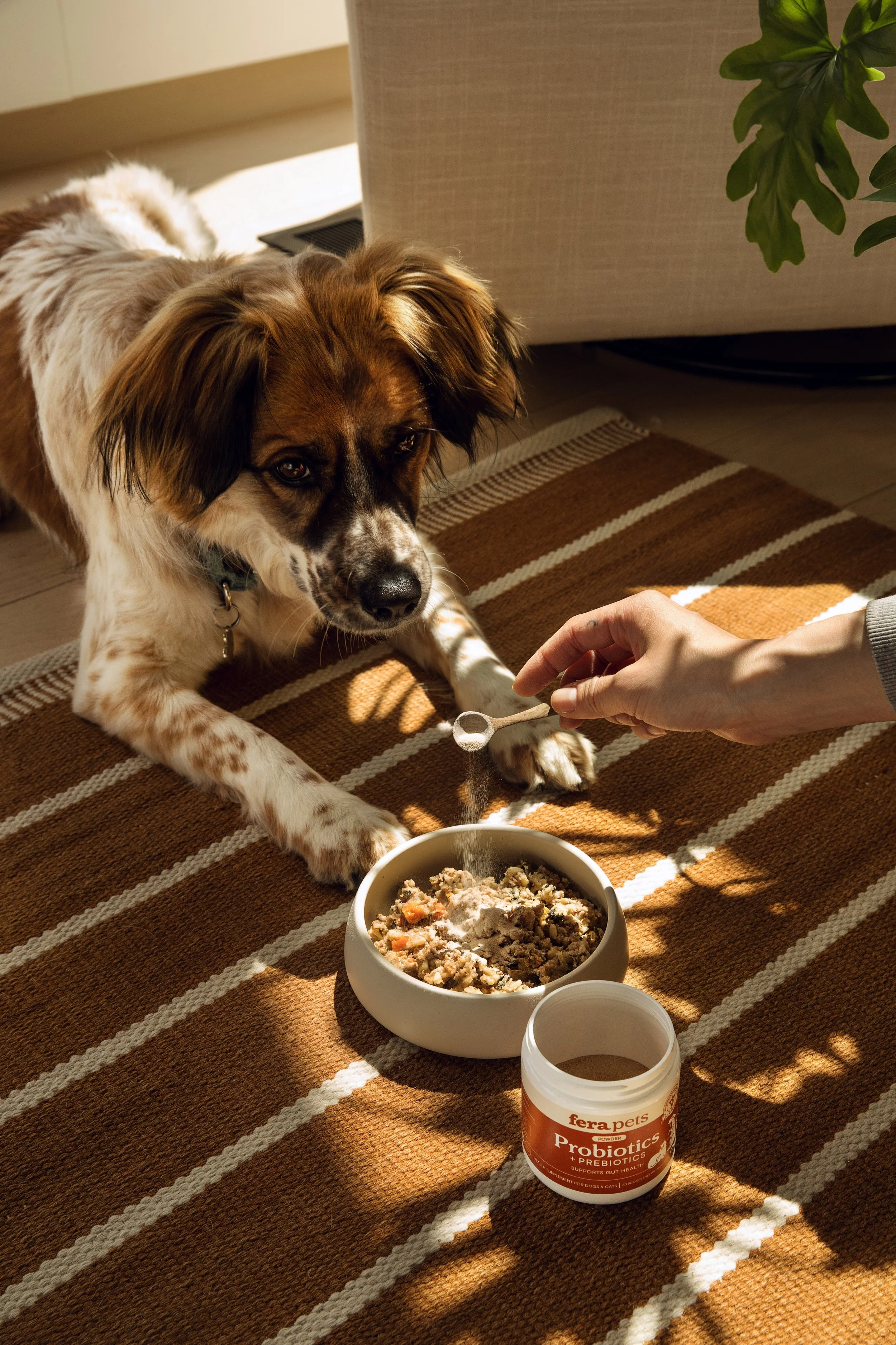 20250429_Fera_Pets_TS_Kitchen_Probiotics_Natto_0894.jpg