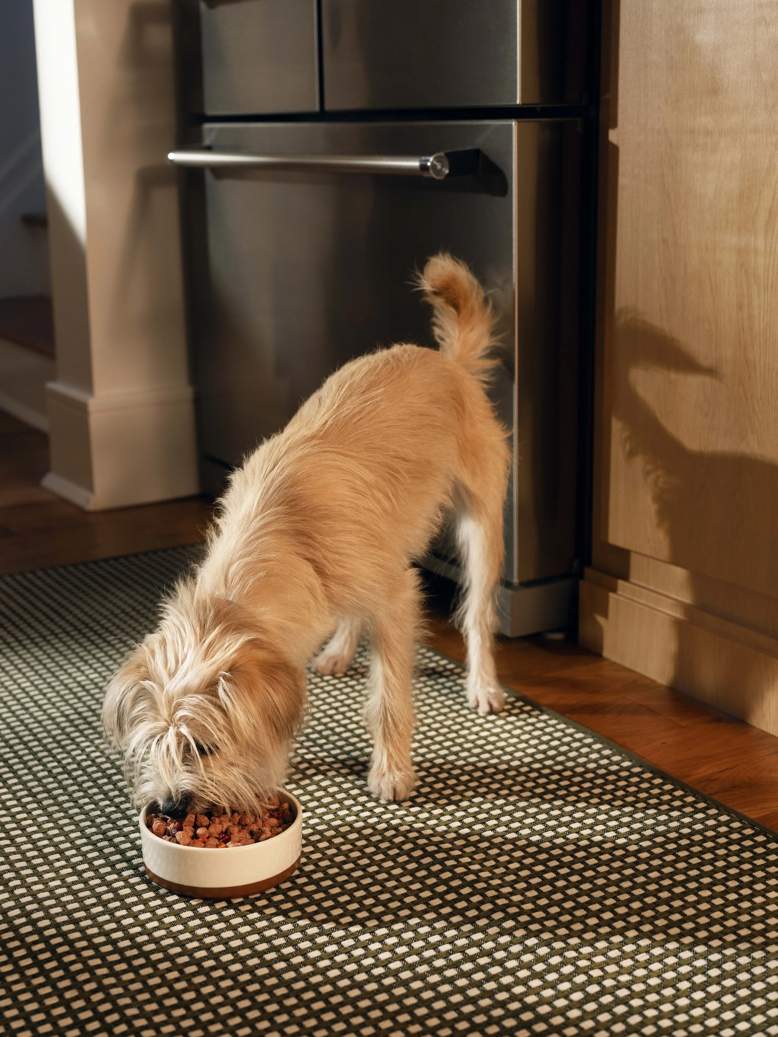 Day_1_11_Small_Dog_Bag_Chicken_Pet_Eating_2707_R2.jpg