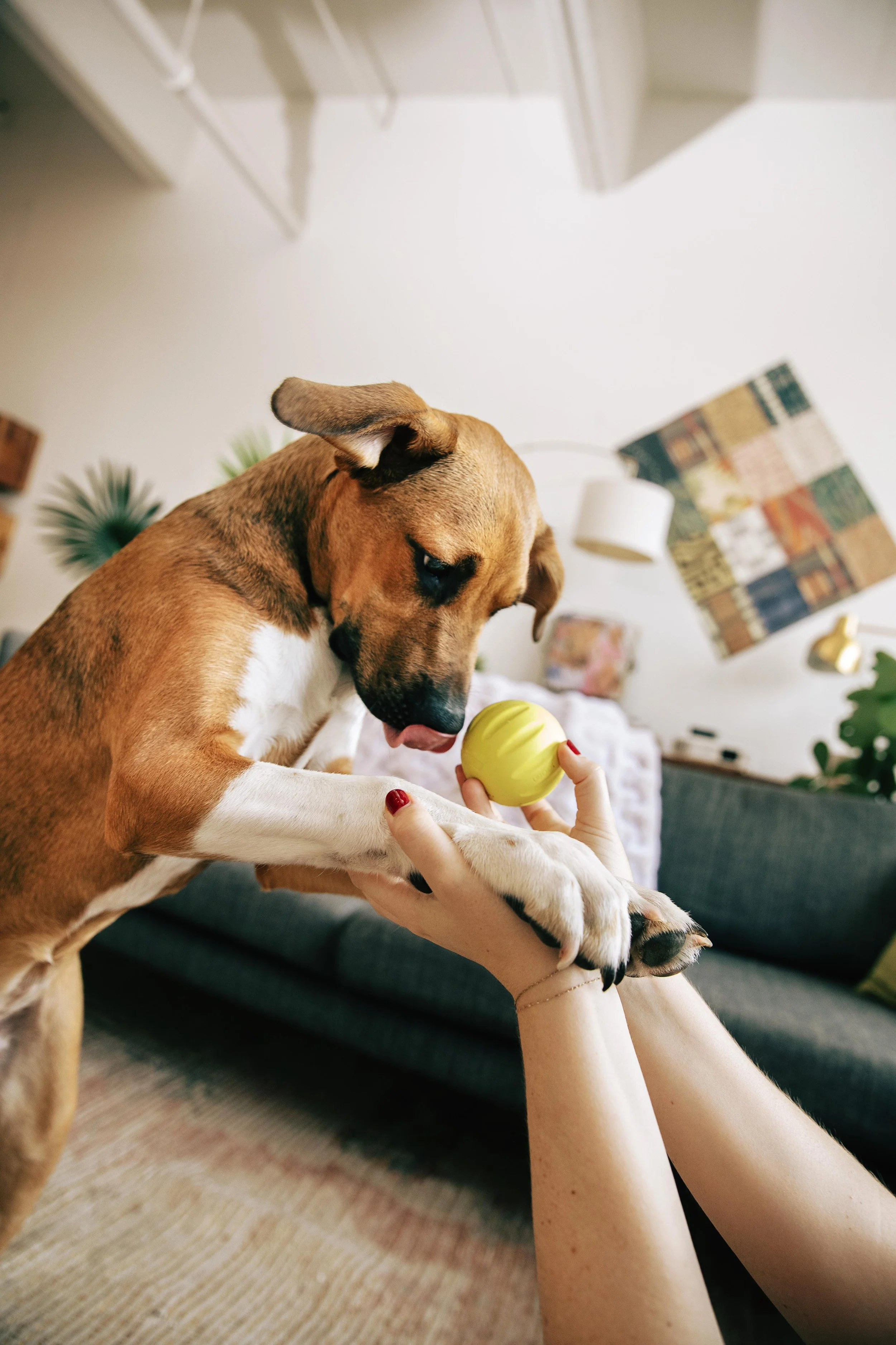 MyWoof_TaylerSmith_July_2025_27_2026VERSION.jpg