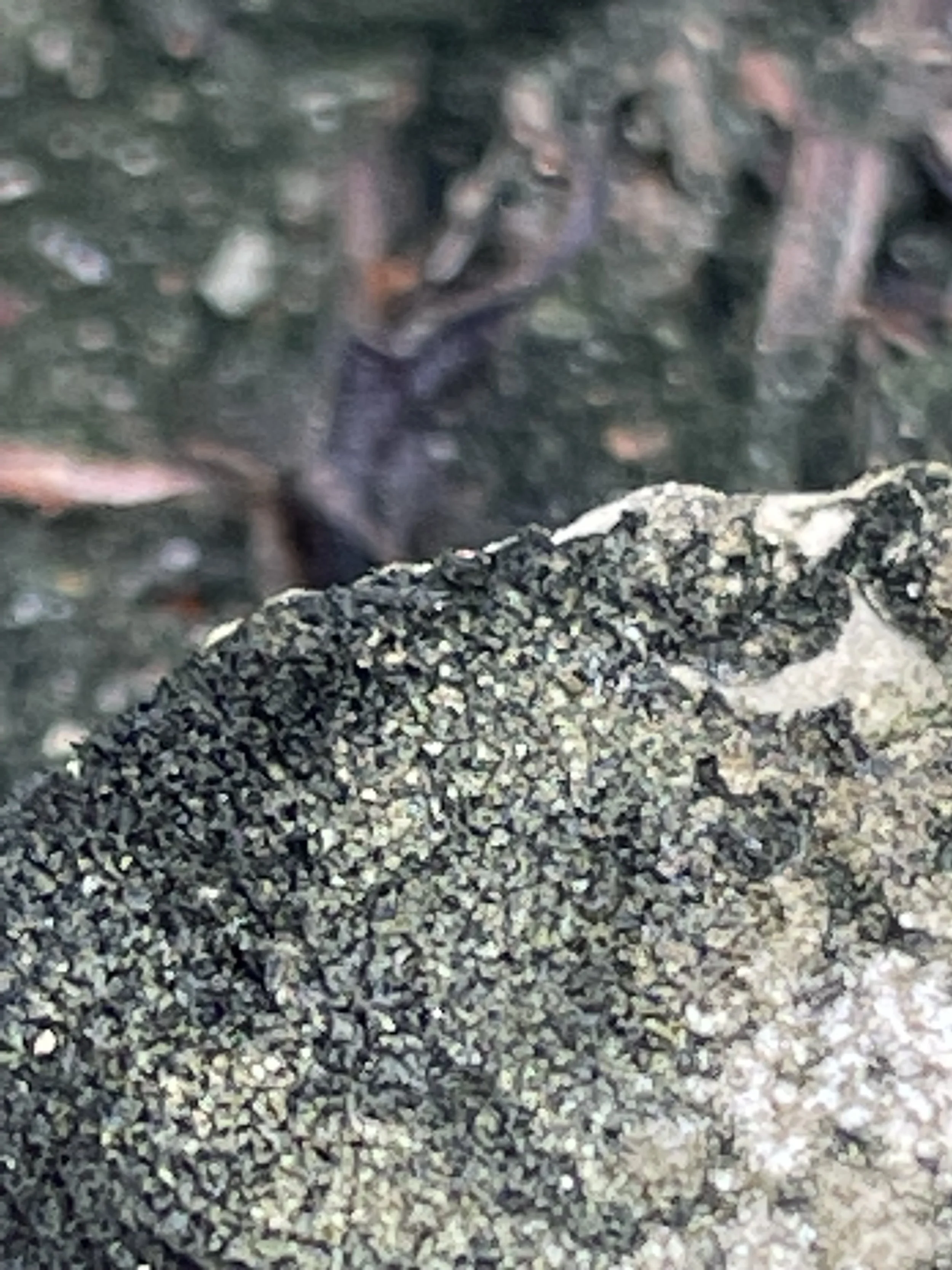 IMG_1251.jpeg