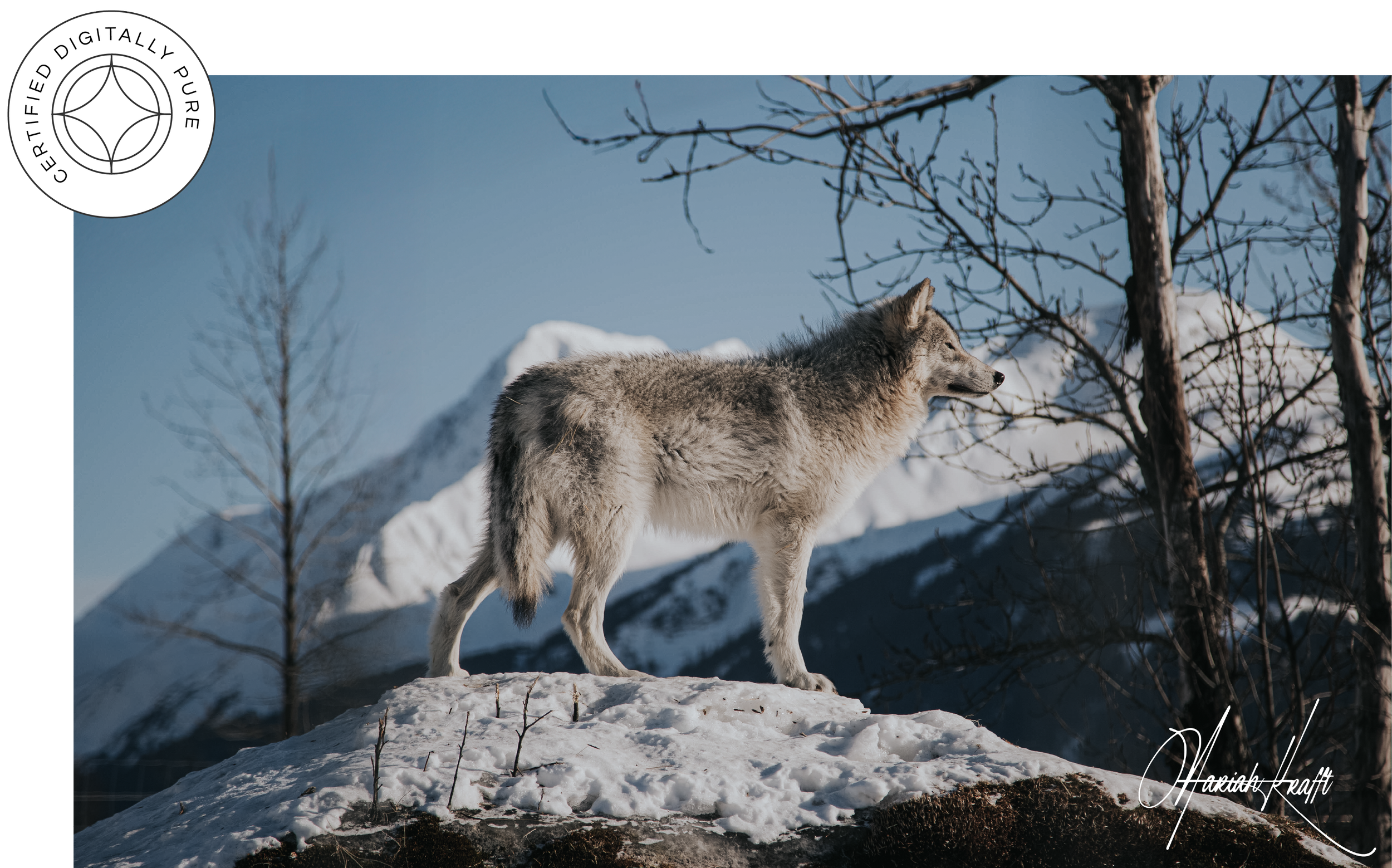Wolf_MariahKrafft.png