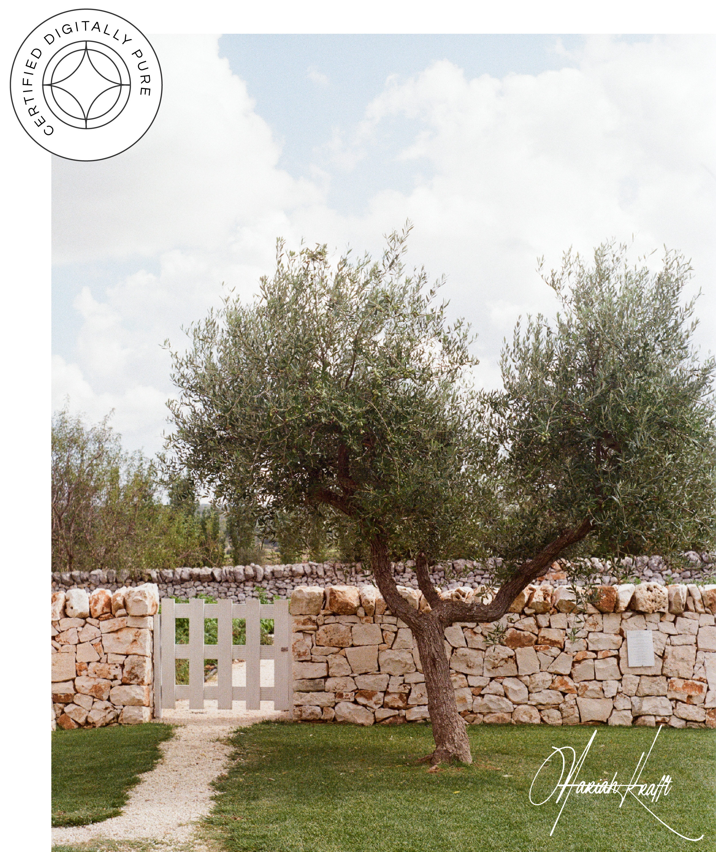 MariahKrafft_OliveTree.png