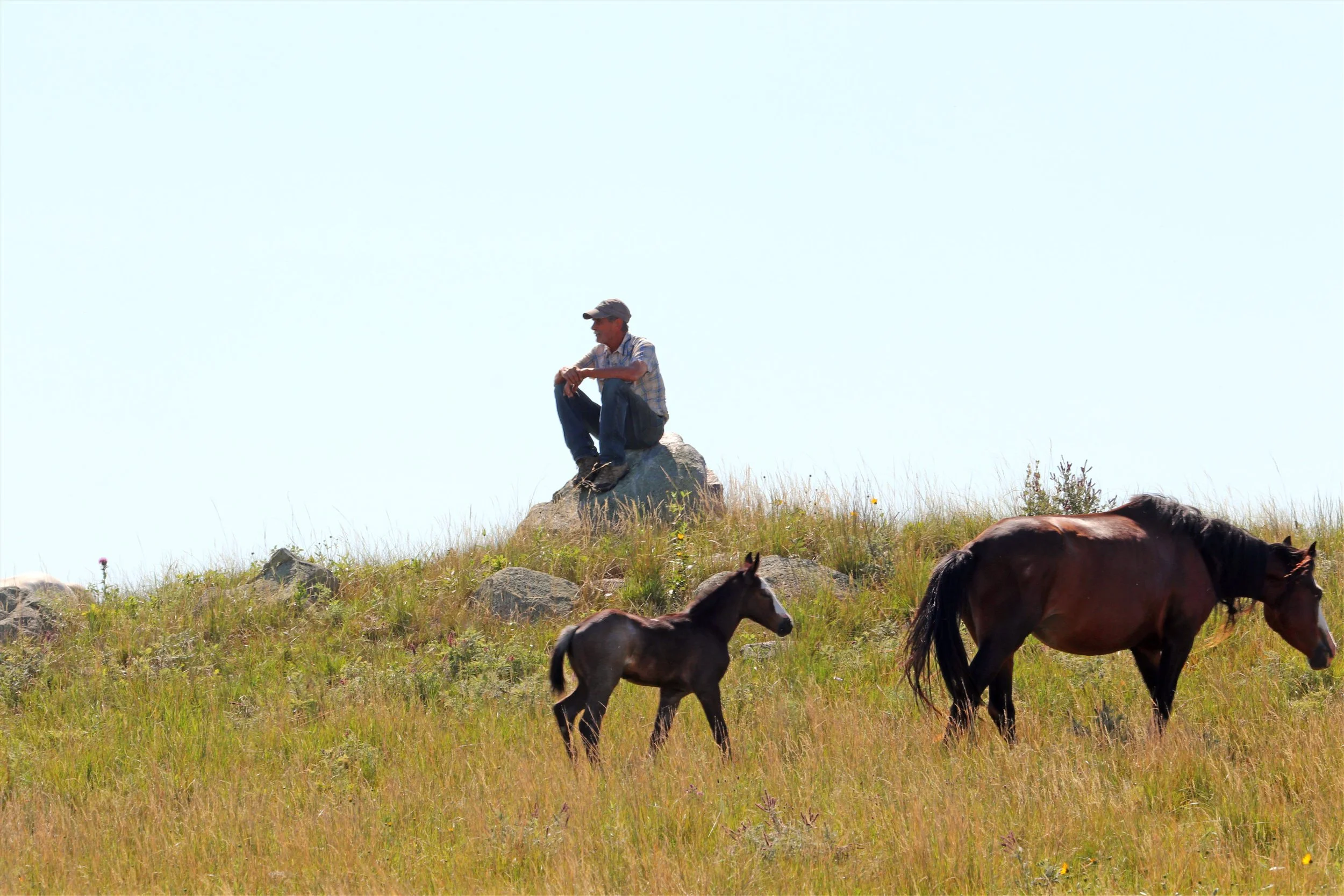 Kuntz Nokota® Ranch