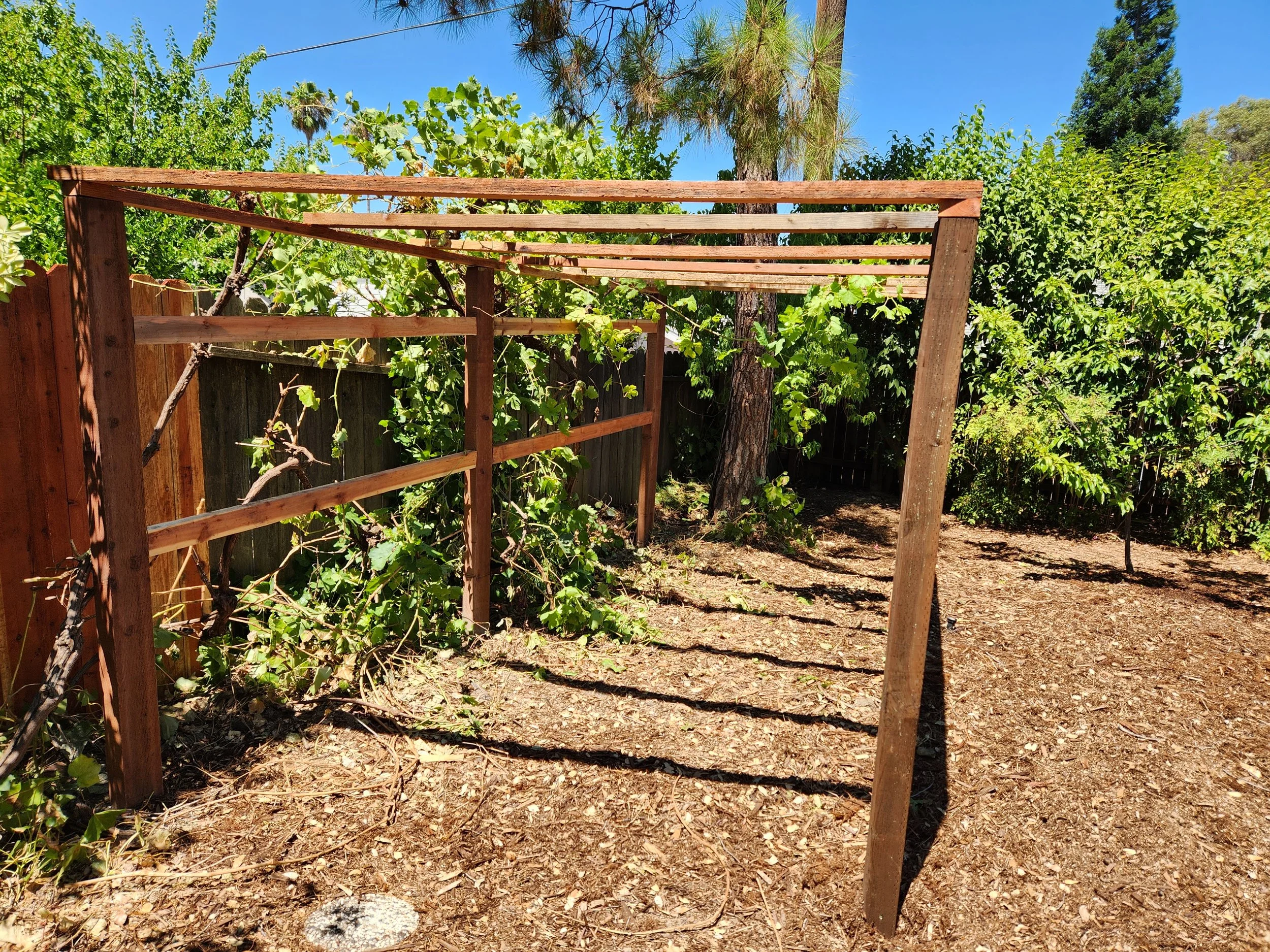 A basic arbor ready for grape vines