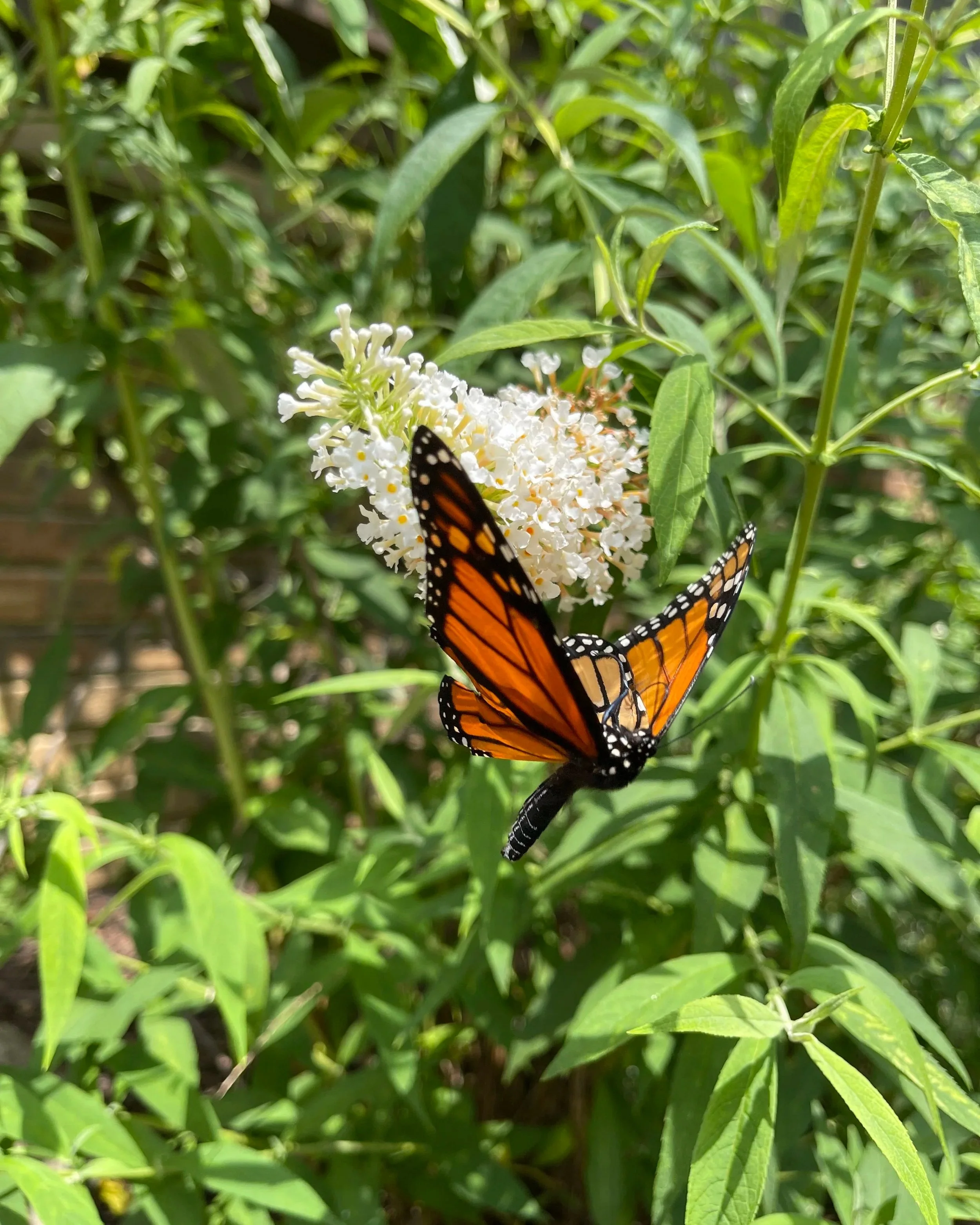 Orange and black monarch butterfly resting on white flower cluster surrounded by green leaves.