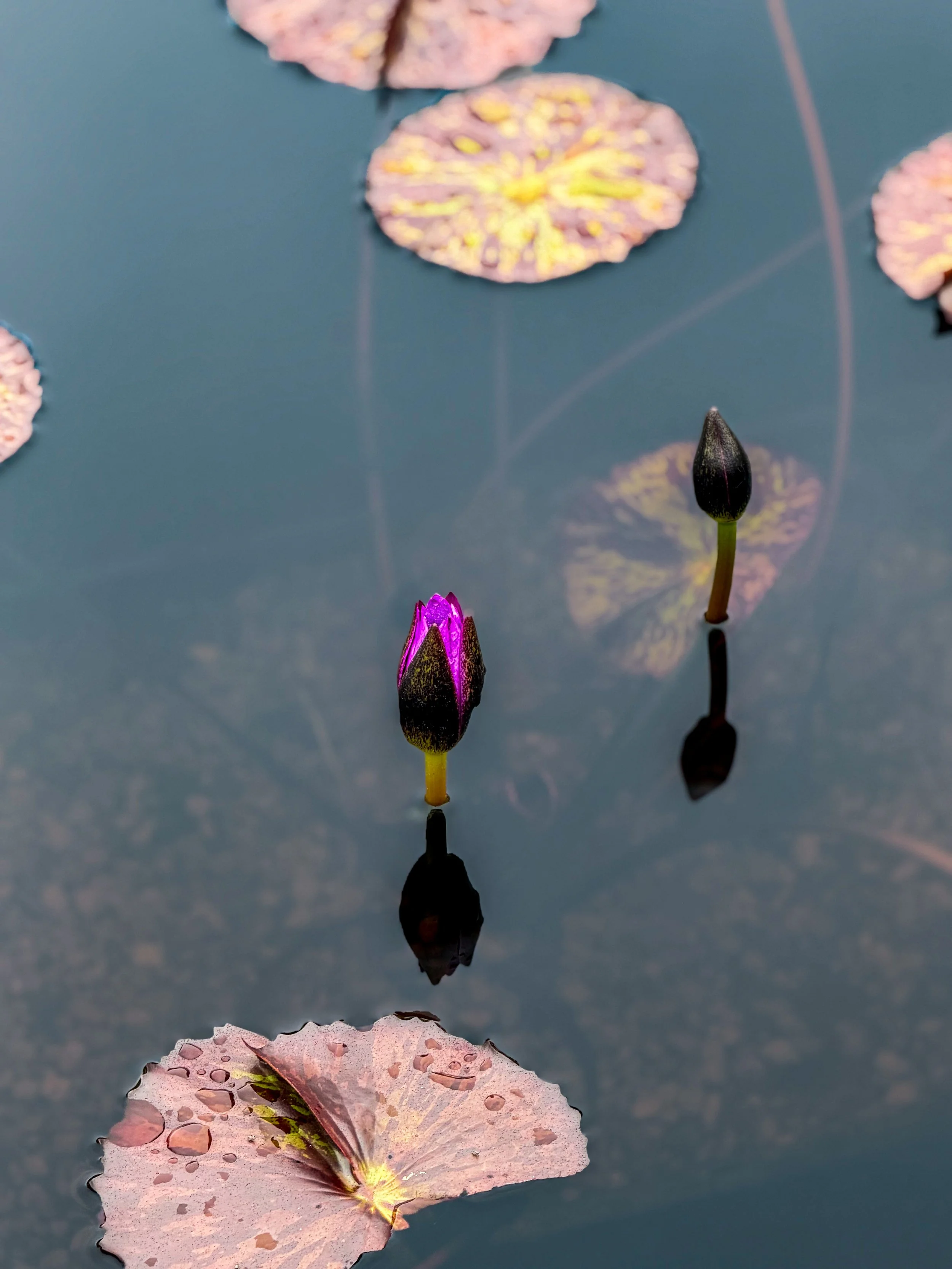 A close-up of two pink water lily leaves with water droplets on them, floating on a calm pond. Also, there are two small water lilies blooming from stems in the water.
