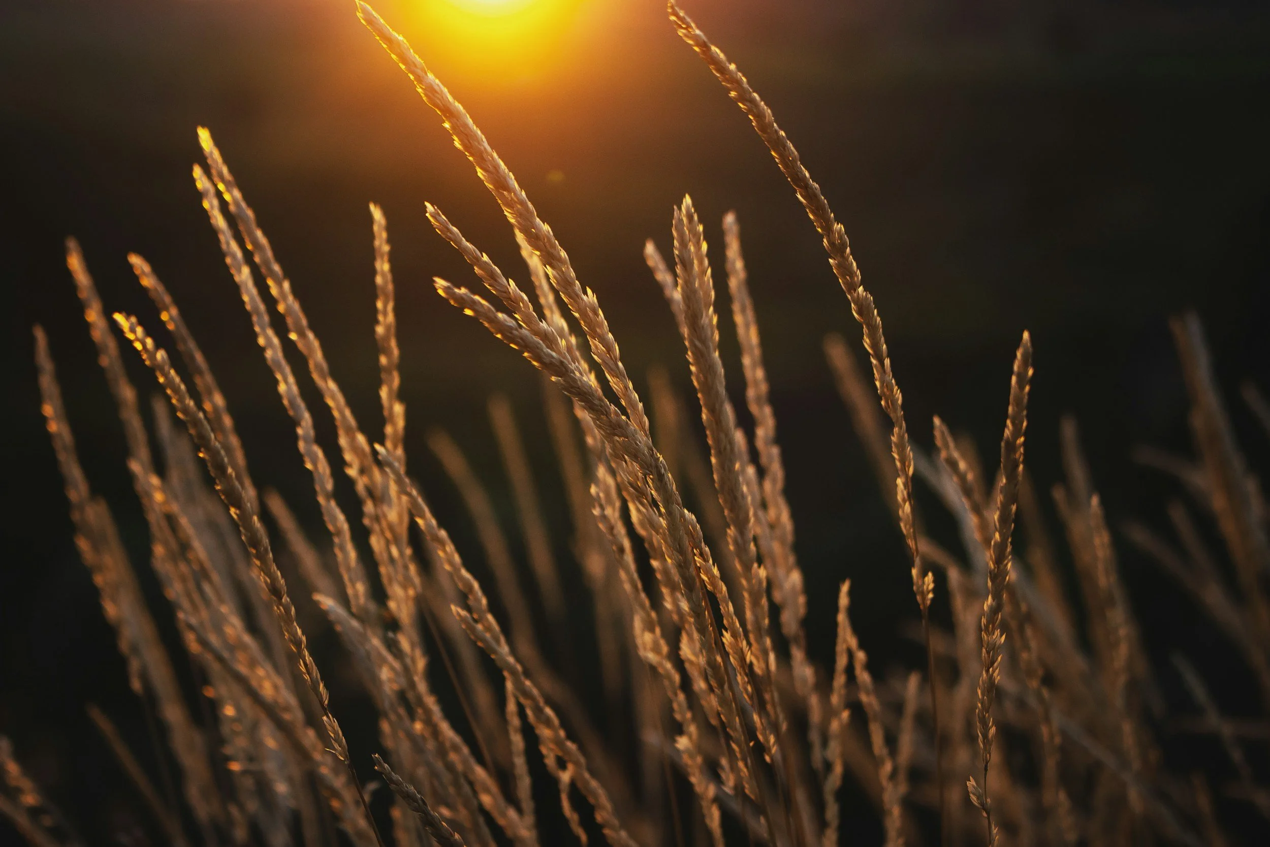 August: Living the Harvest