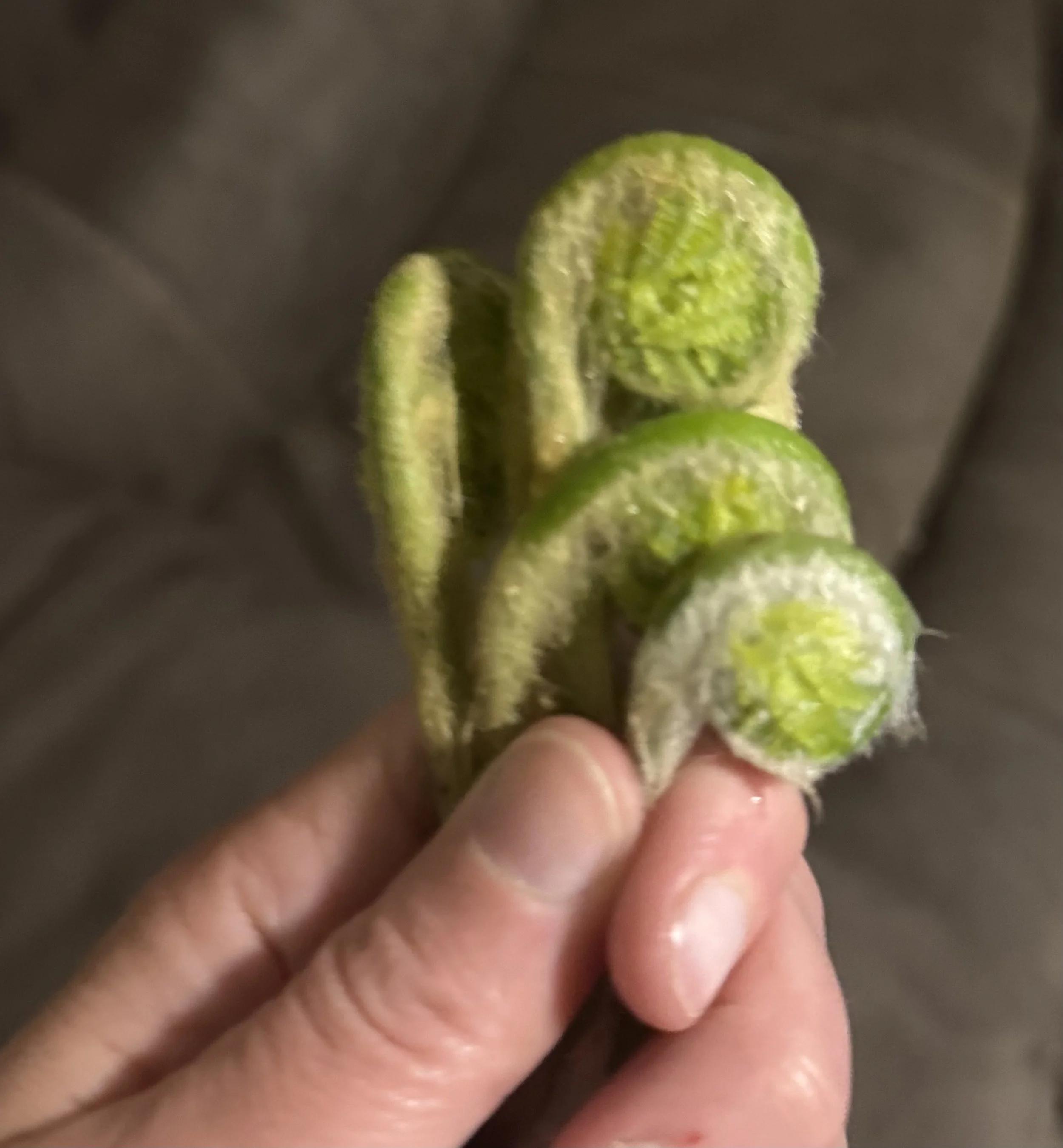 Foraged fiddlehead ferns