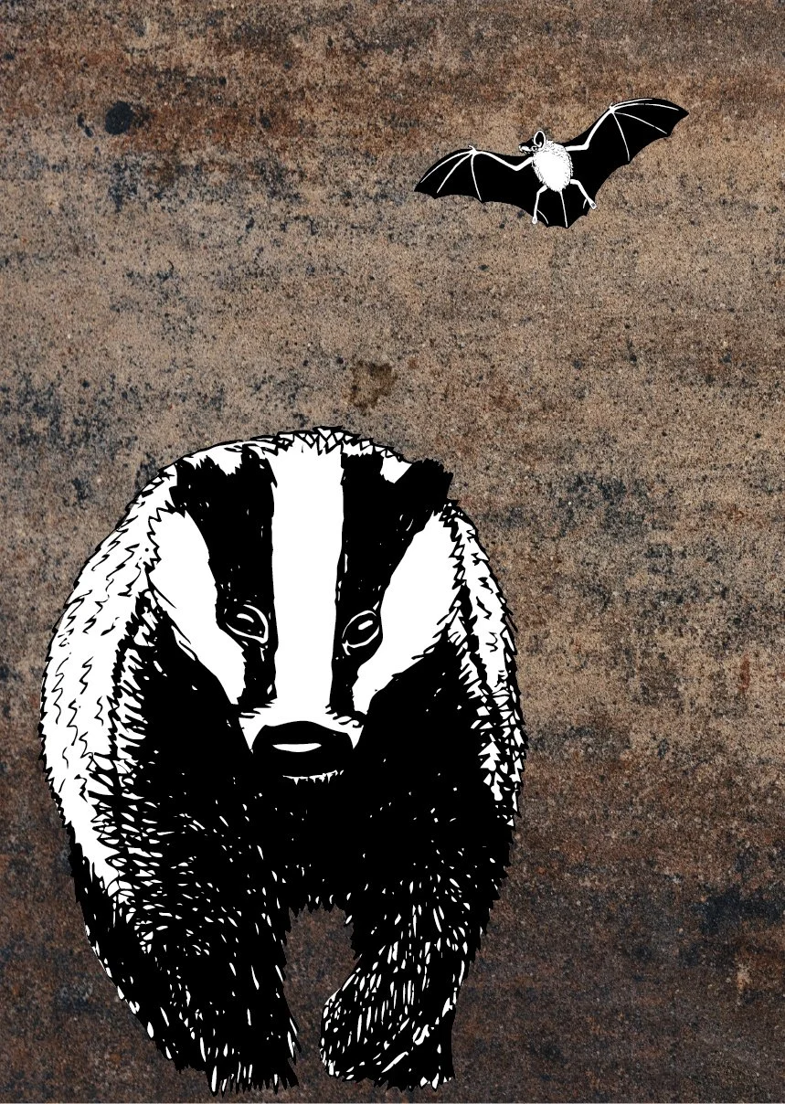 Pipistrelle Bat & Badger A3 Poster
