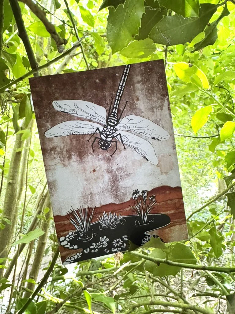 Emperor Dragonfly A6 Card