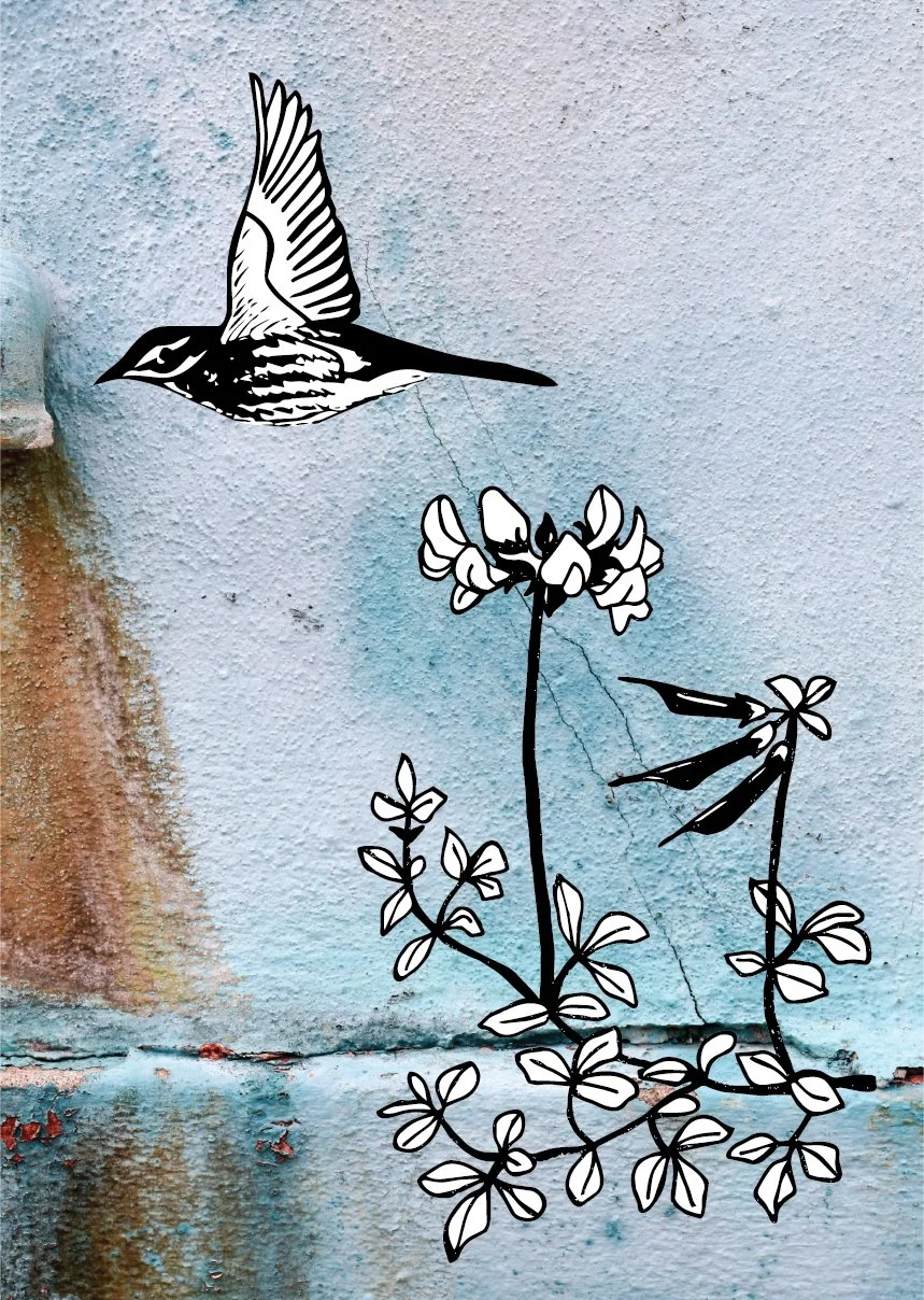 Redwing & Bird's-foot Trefoil Flat Image.jpg