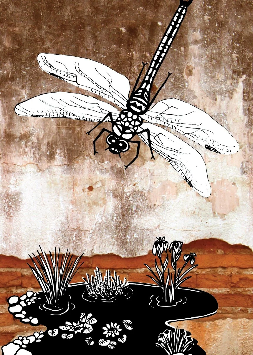 Emperor Dragonfly Flat Image.jpg