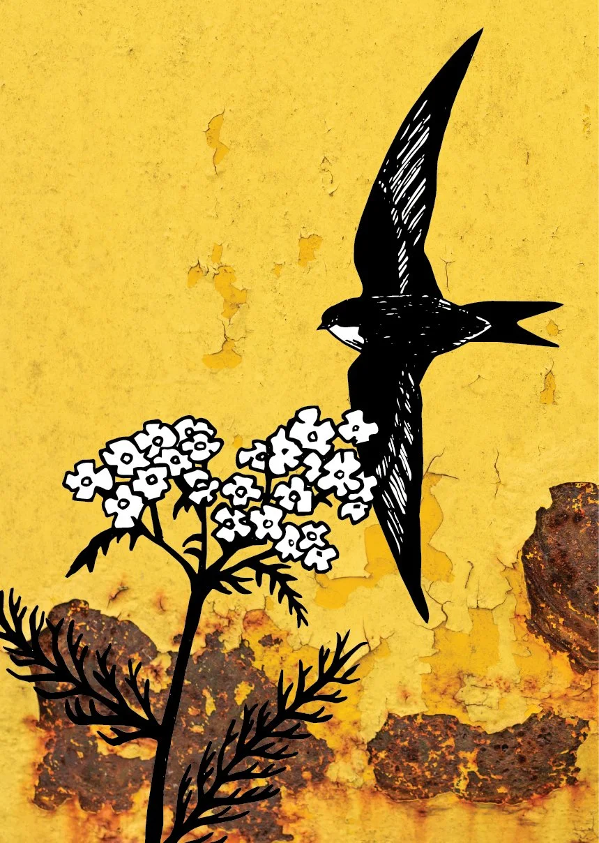 Swift & Yarrow A6 Card