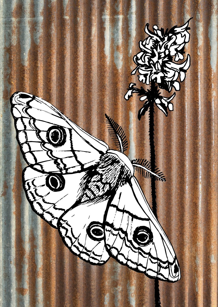 Emperor Moth & Betony A3 Poster