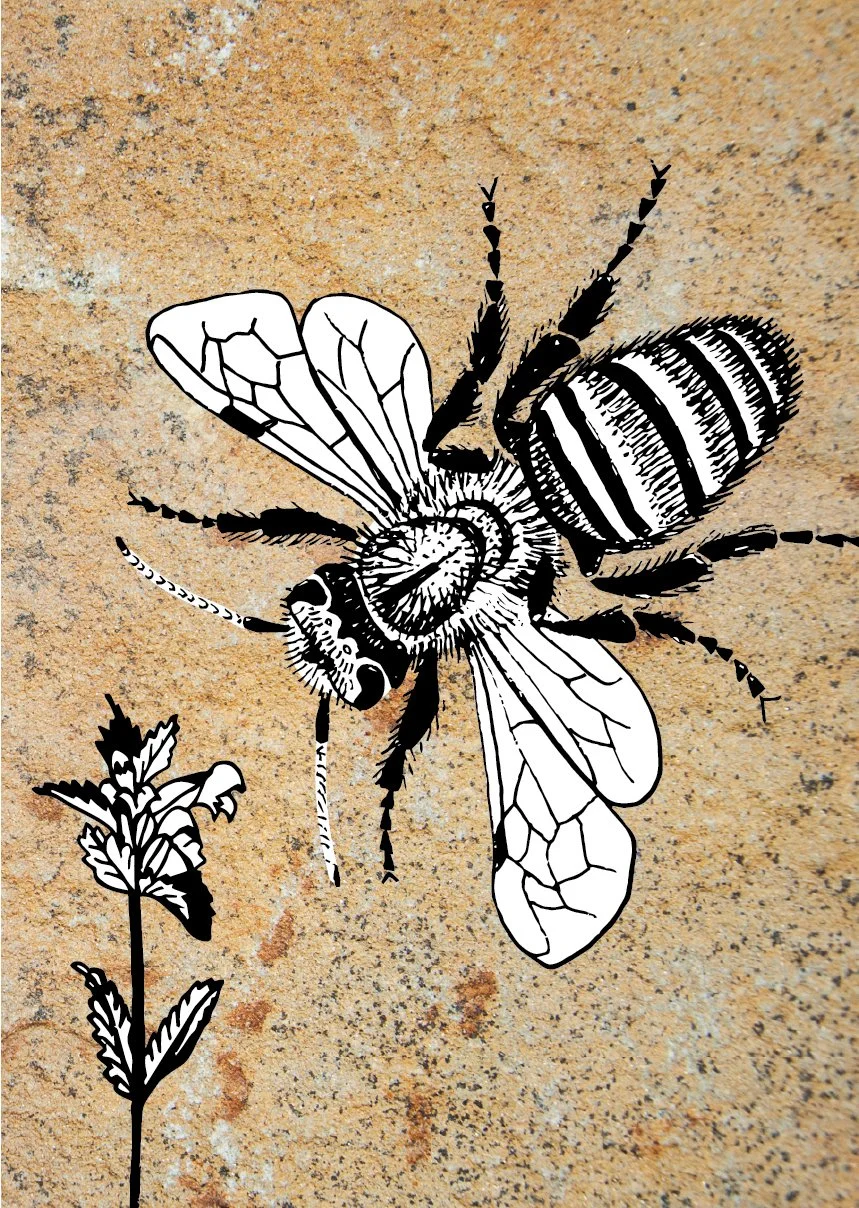 Mason Bee & Yellow Rattle Flat Image.jpg