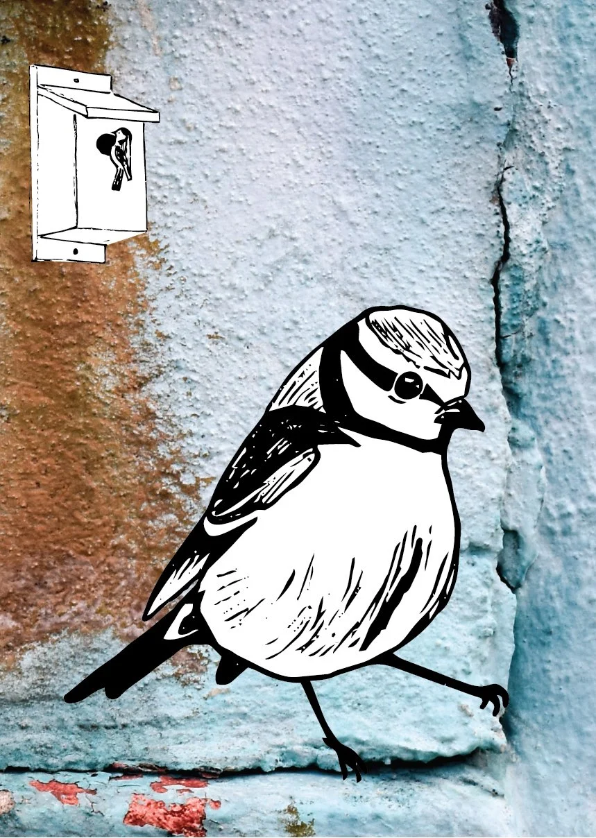 Blue Tit Flat Image.jpg