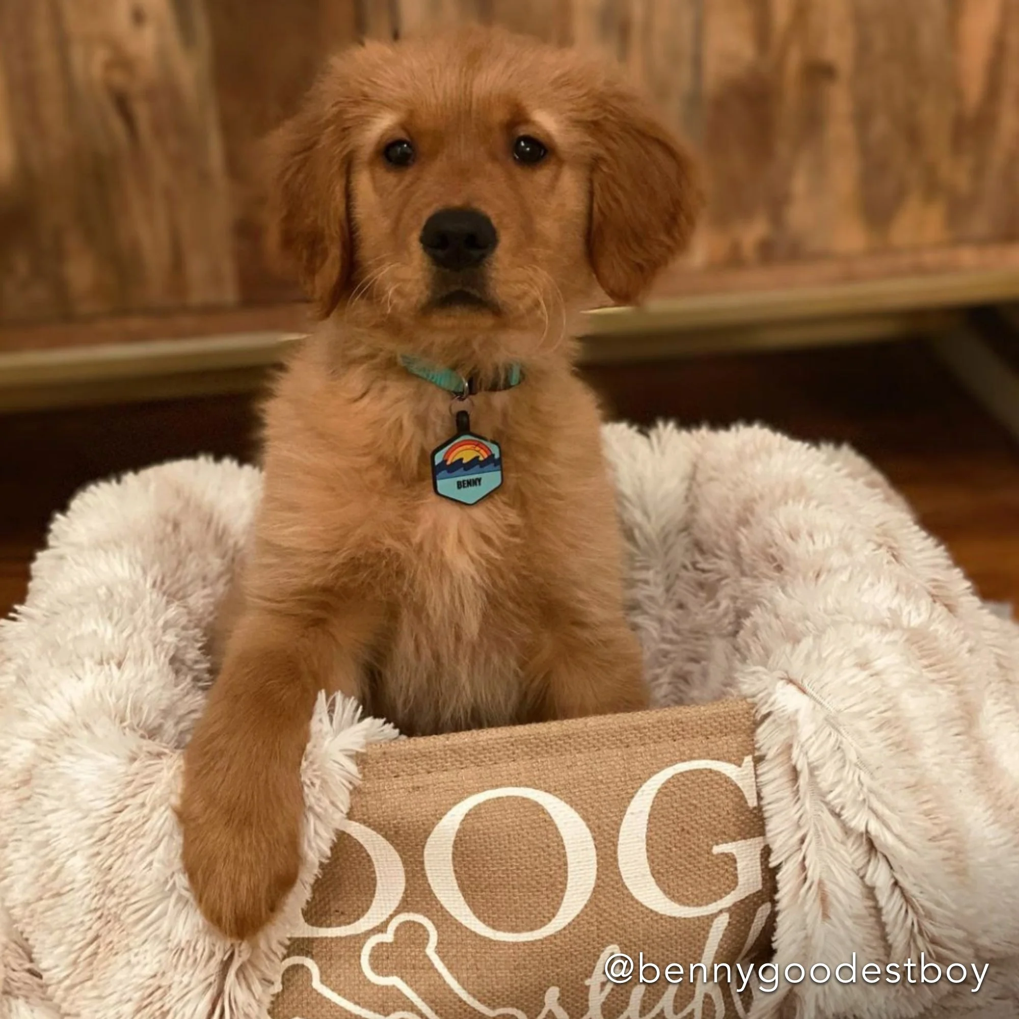 QALO-Dogtag-Gallery-9.jpg