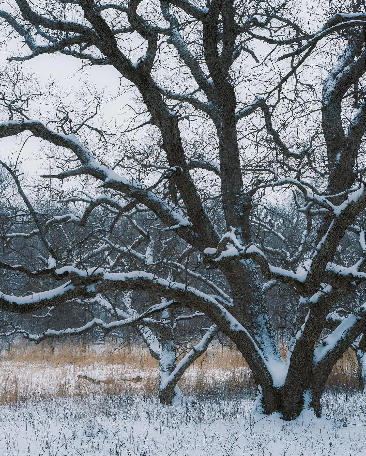 One of our favorite bur oak trees at the edge of a restored prairie meadow. 

&ldquo;If you are at all interested in contribution to the conservation of local animals, or in enjoying the wonders of nature right at home, planting one or more oaks is a