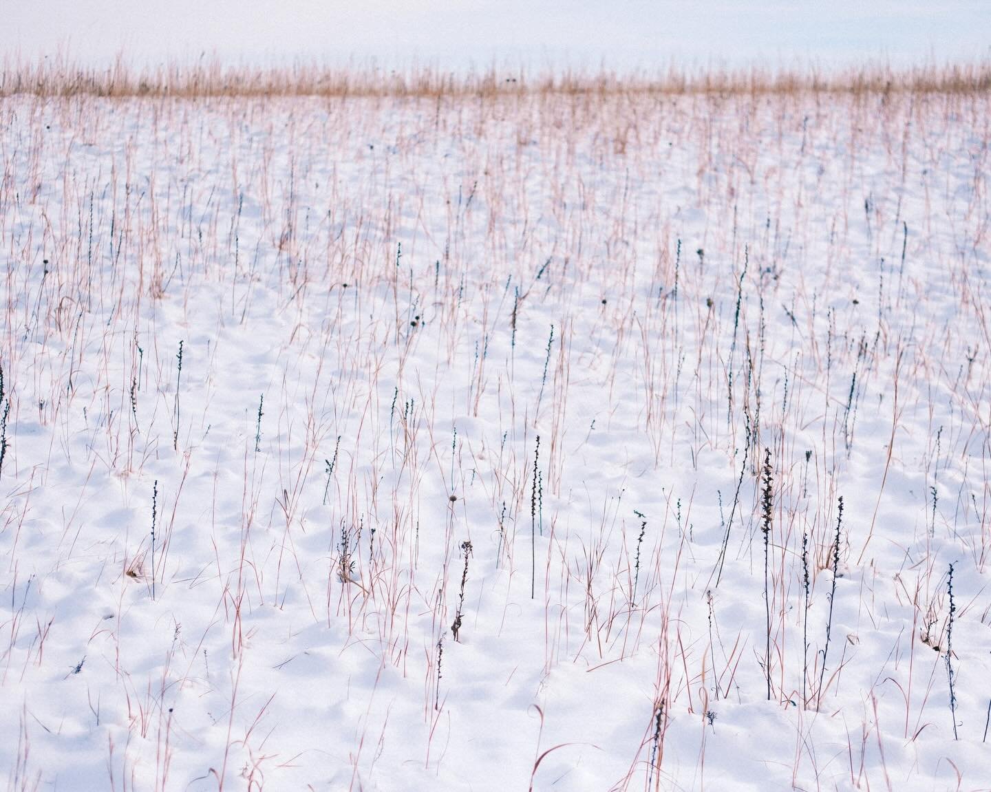 It&rsquo;s darn cold out there in the Flint Hills&mdash;but like all things, this too shall pass. Like the prairie, we rest and recover&hellip;then grow again.

#flinthills #prairiewinter #grassfedbeef #regenerativeag #eatbeefconserveprairie