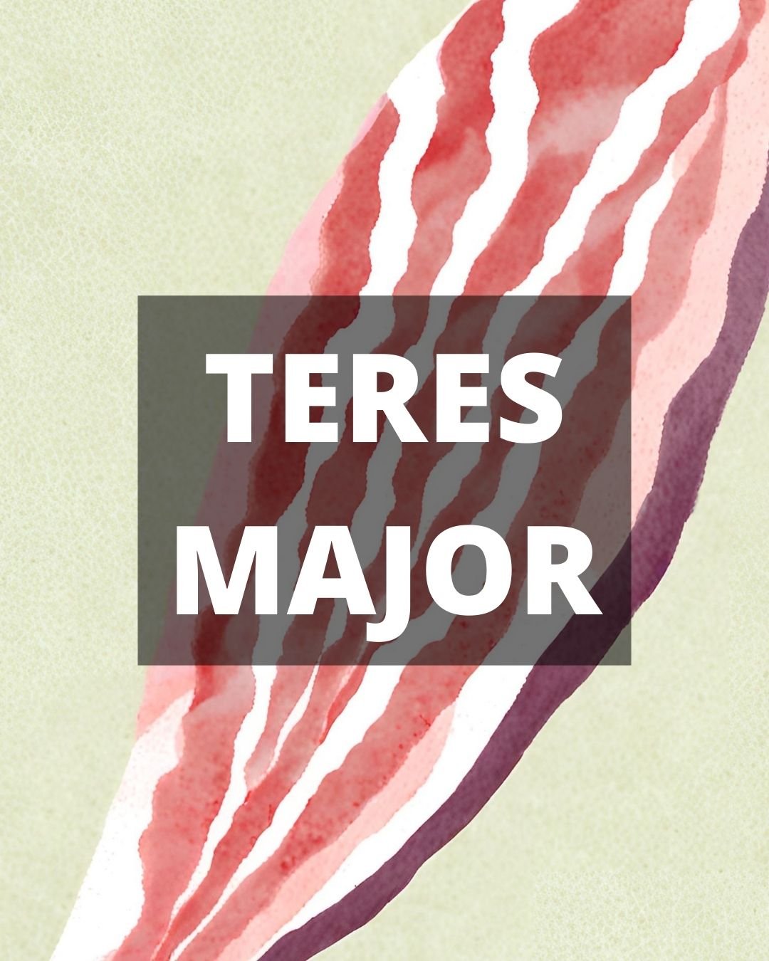 Teres Major