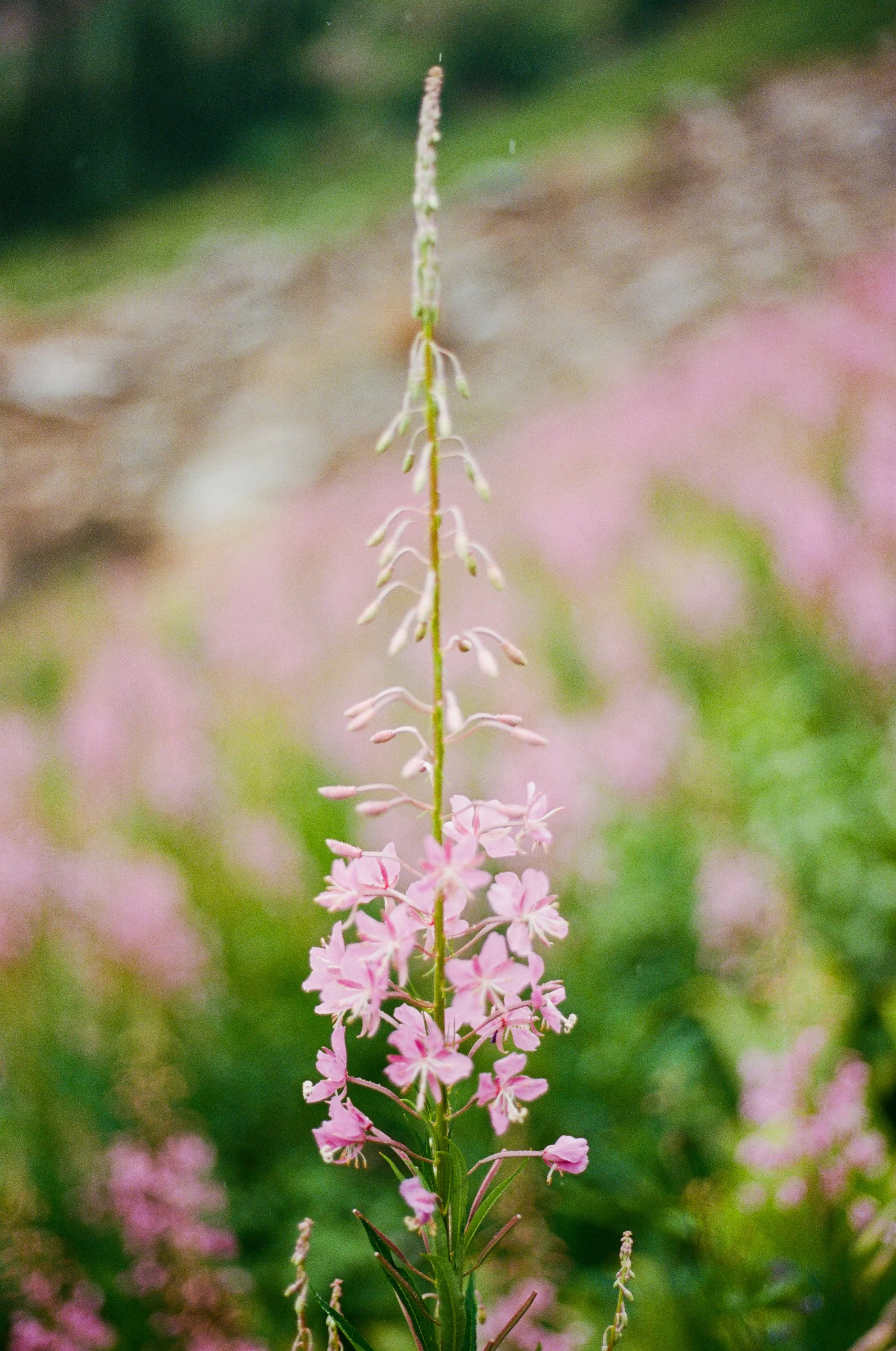 Lifestyle Film Photography Montana Brian Powers-16.jpg