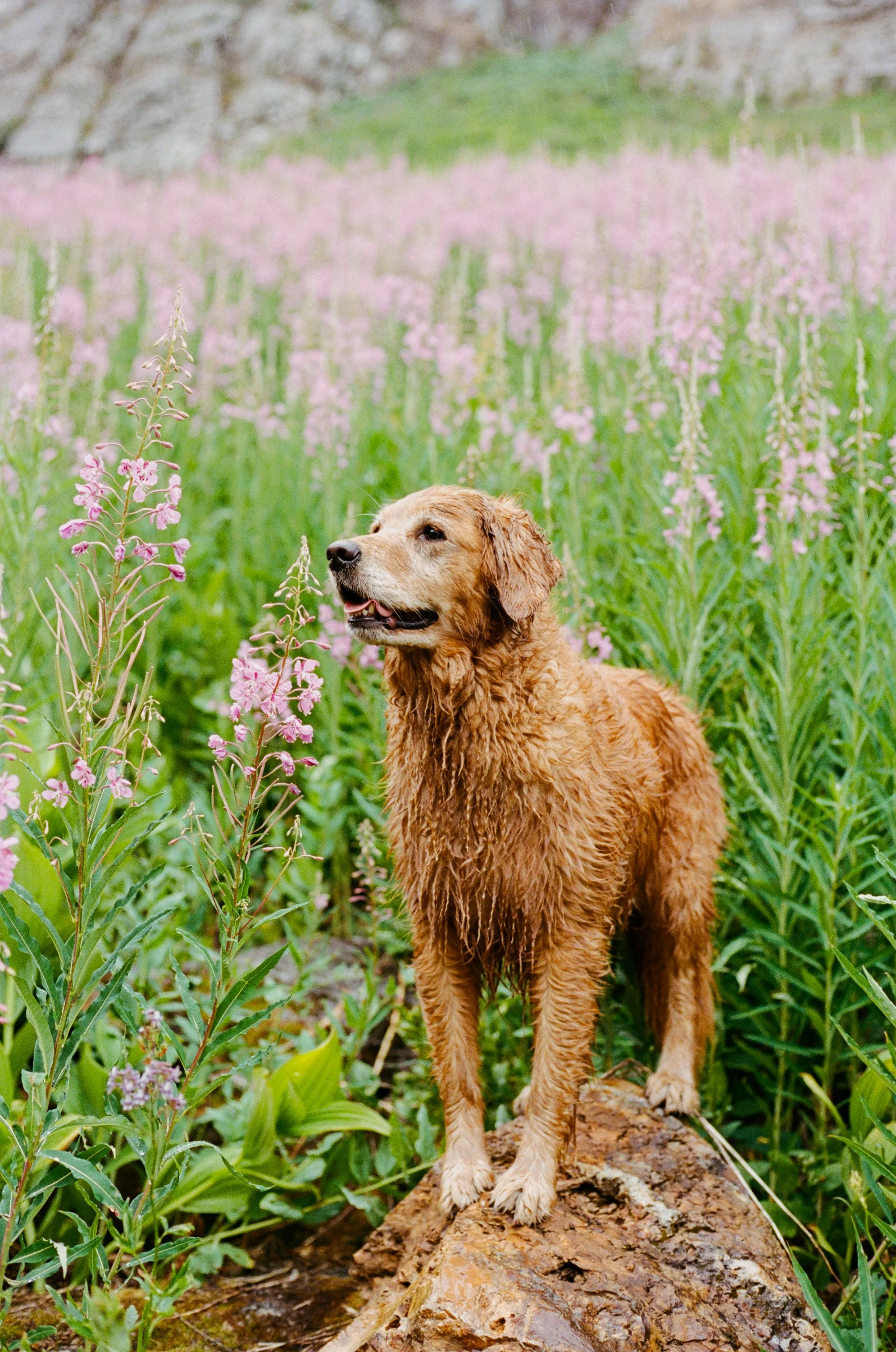 Lifestyle Film Photography Montana Brian Powers-15.jpg