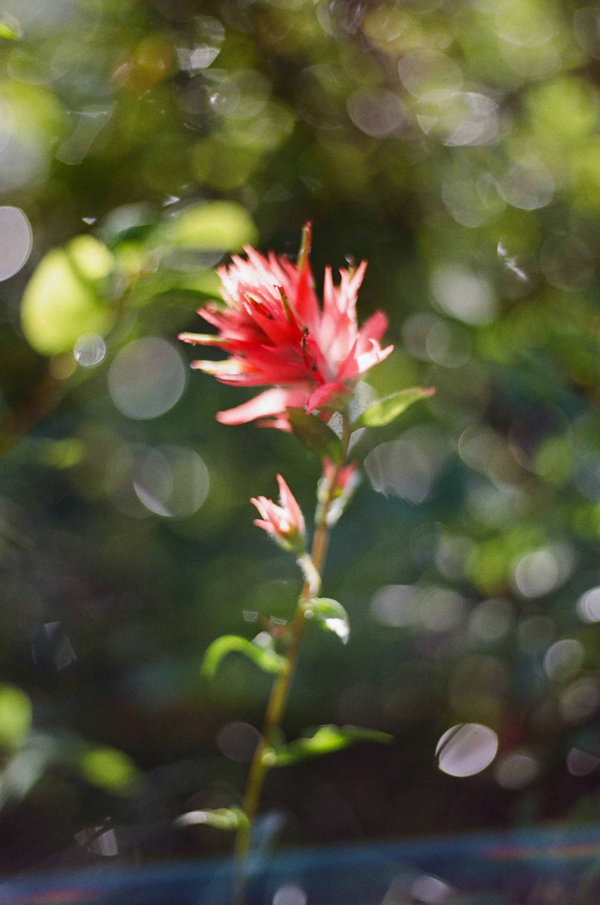 Lifestyle Film Photography Montana Brian Powers-38.jpg