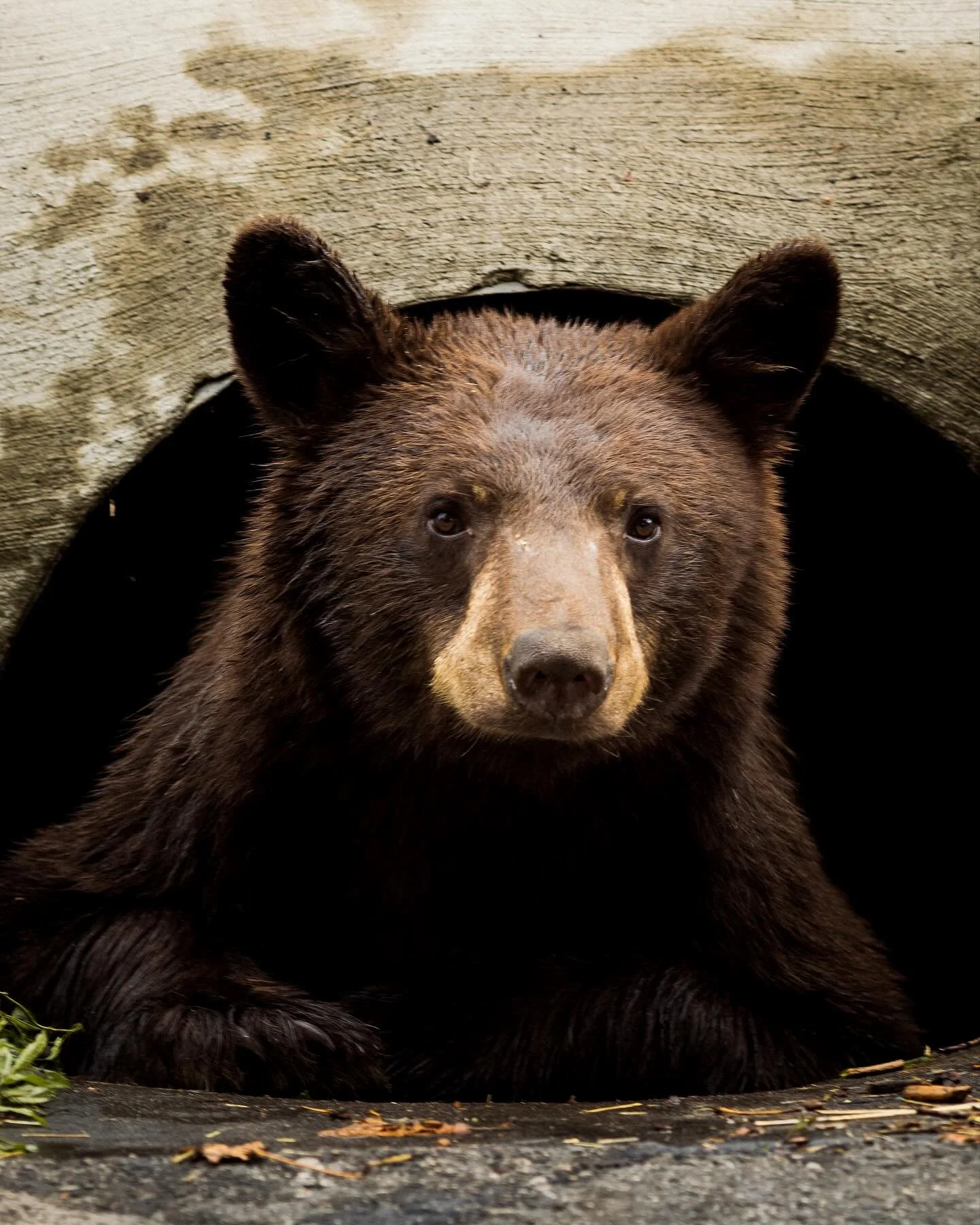 Right place at the right time

While on a portrait photoshoot last year, I thought I saw a big dog. Turned out to be a black bear. It was coming out of a drain to get some stretching in and all the scratches it hadn&rsquo;t been able to get to cramme