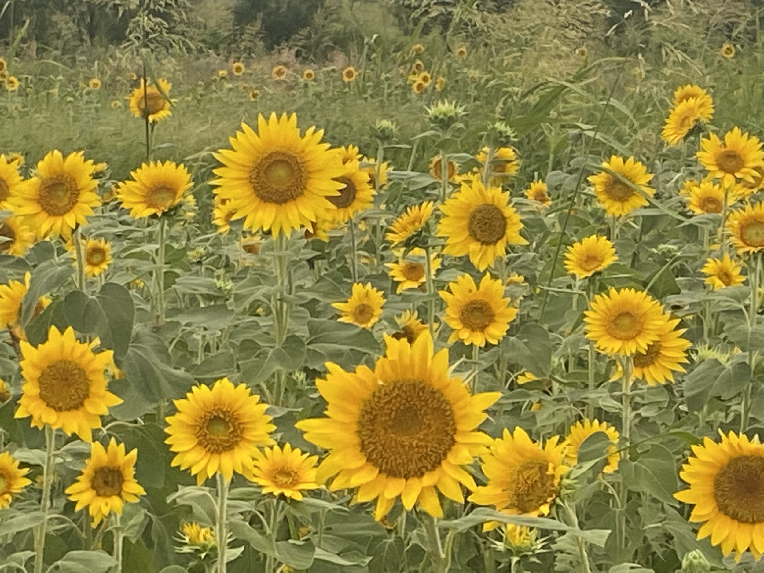 IMG_3395.jpeg